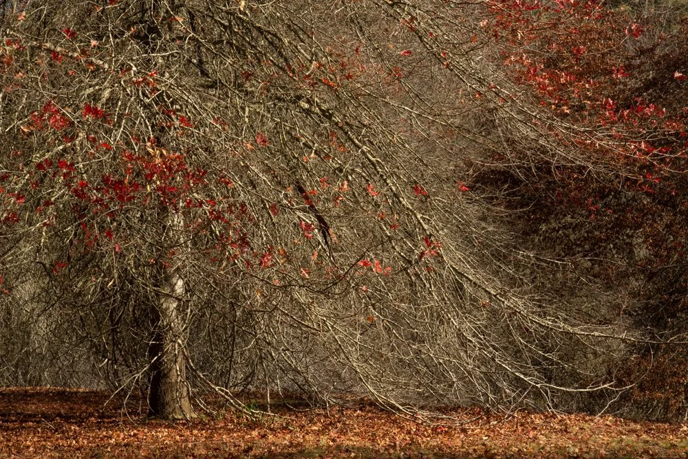 5 Kathryn Hannaford_.jpg