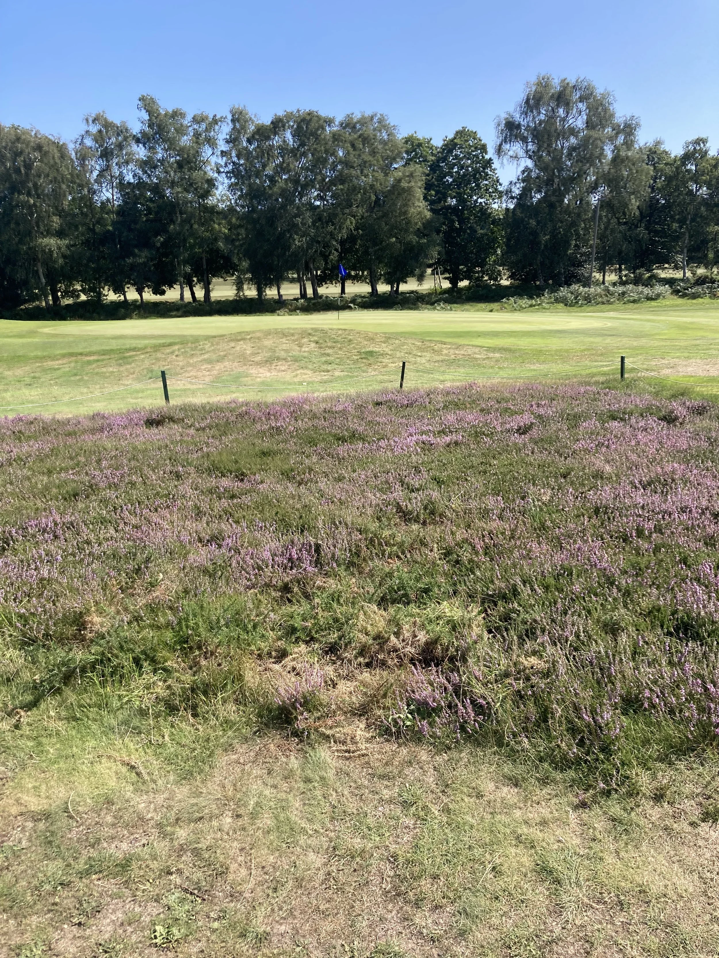 View across the heather towards the 2nd green on the Forest course at Woodbridge Golf Club, Suffolk.