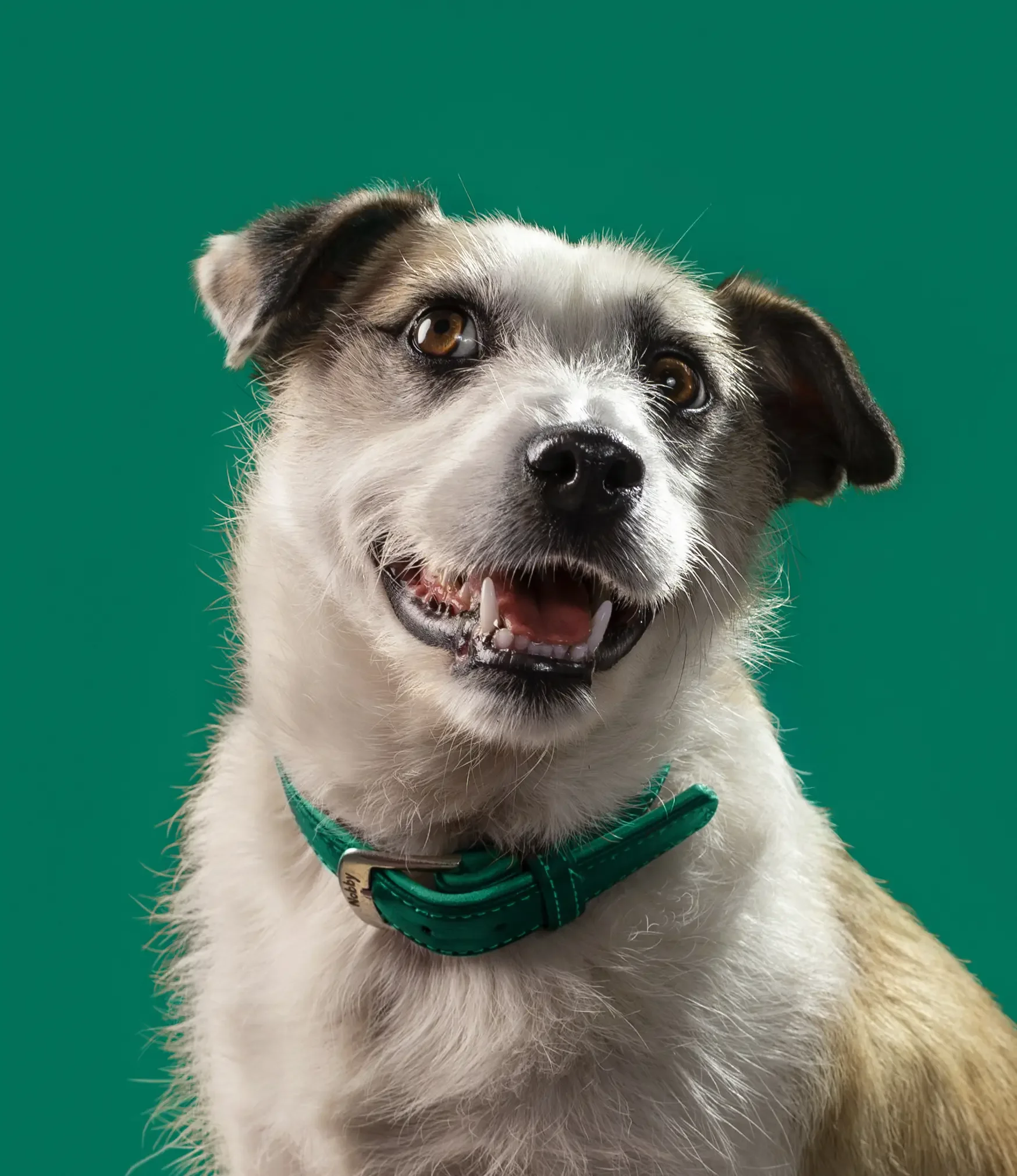 Happy small terrier-type dog with white and tan fur, wearing a green leather collar, photographed against a green studio background.