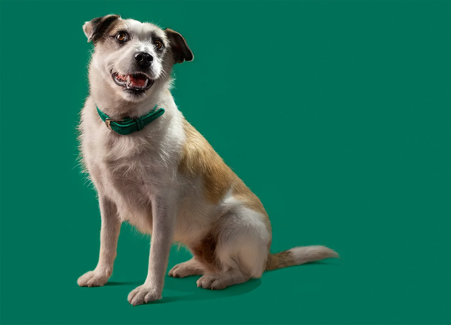 Cute scruffy little white and brown terrier mix dog wearing a green leather collar looking up with glossy happy eyes and an open mouth.