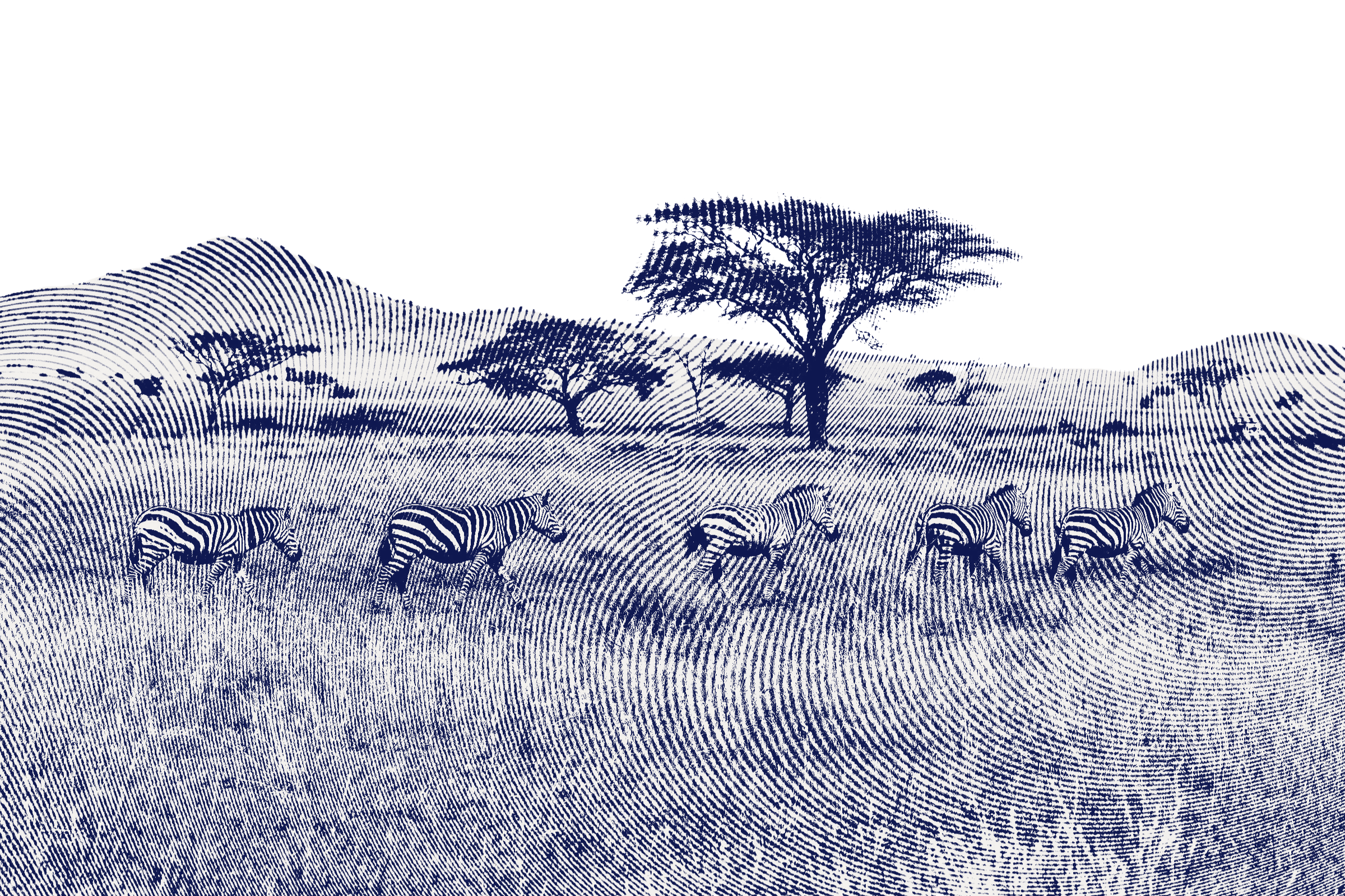 Illustration of five zebras walking across a grassy landscape with three trees and hills in the background, depicted in a digital, stylized art style with a black background.