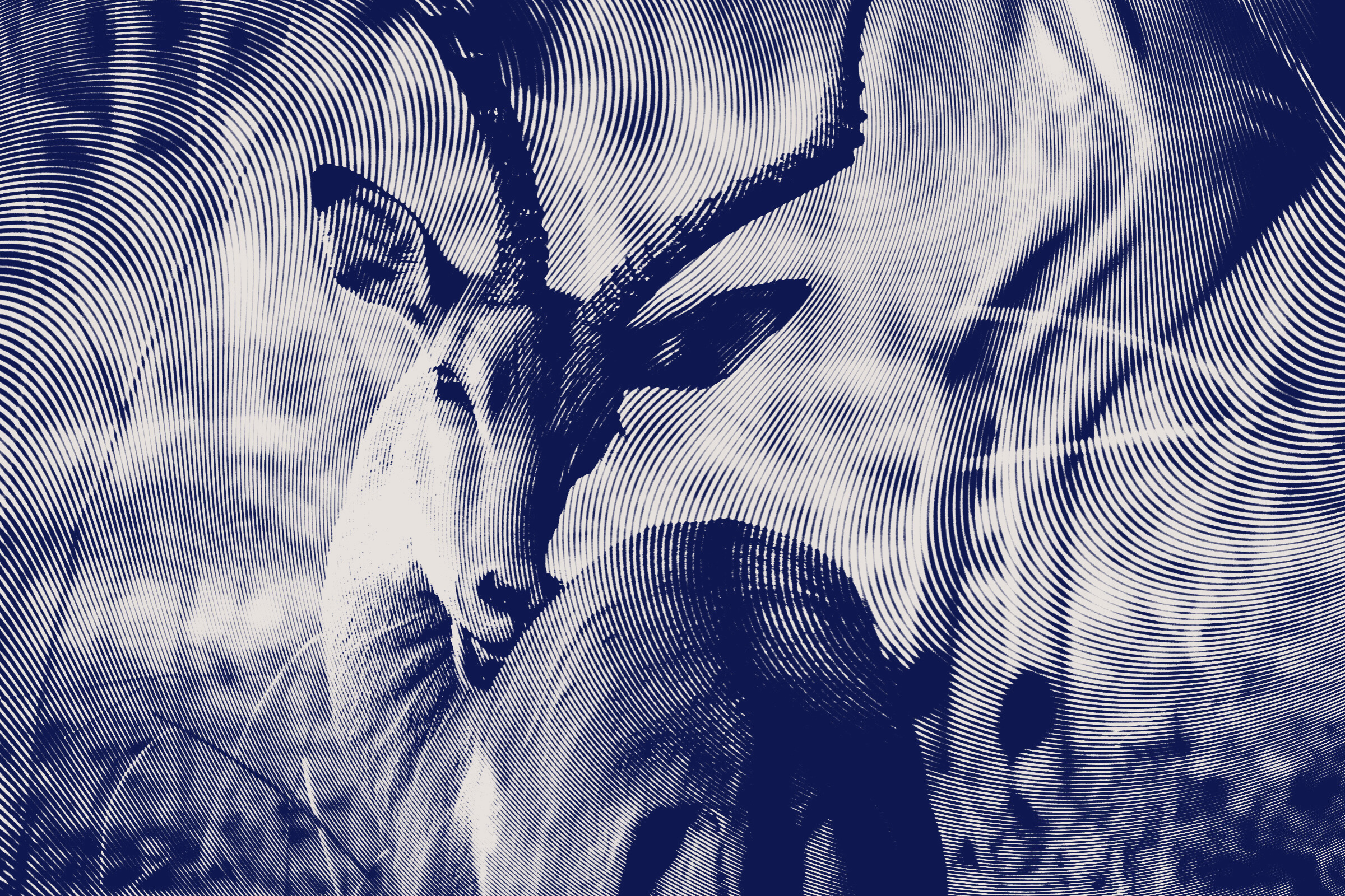 Close-up image of an antelope in a textured effect