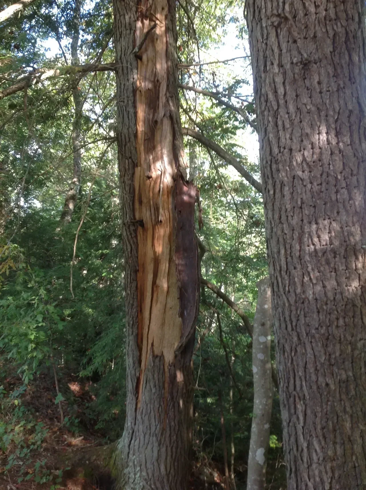 Inception of The Beech Treehouse