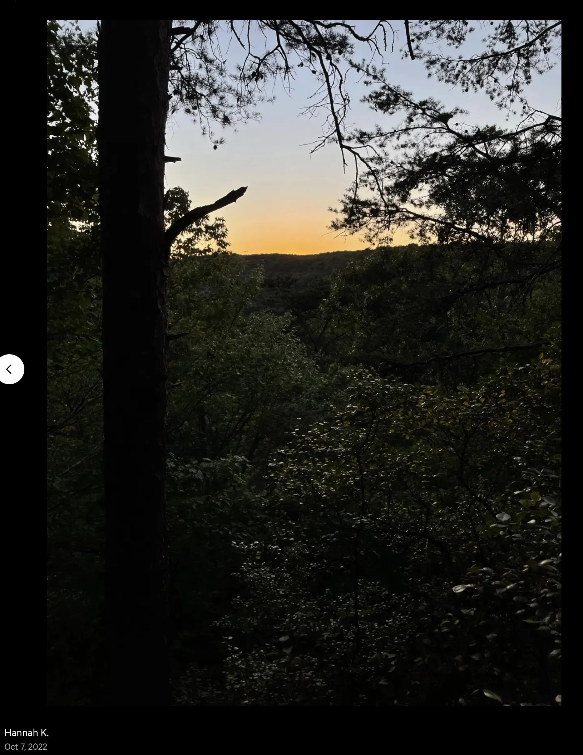 Bioluminescent Fairy Woodland - Creation Story