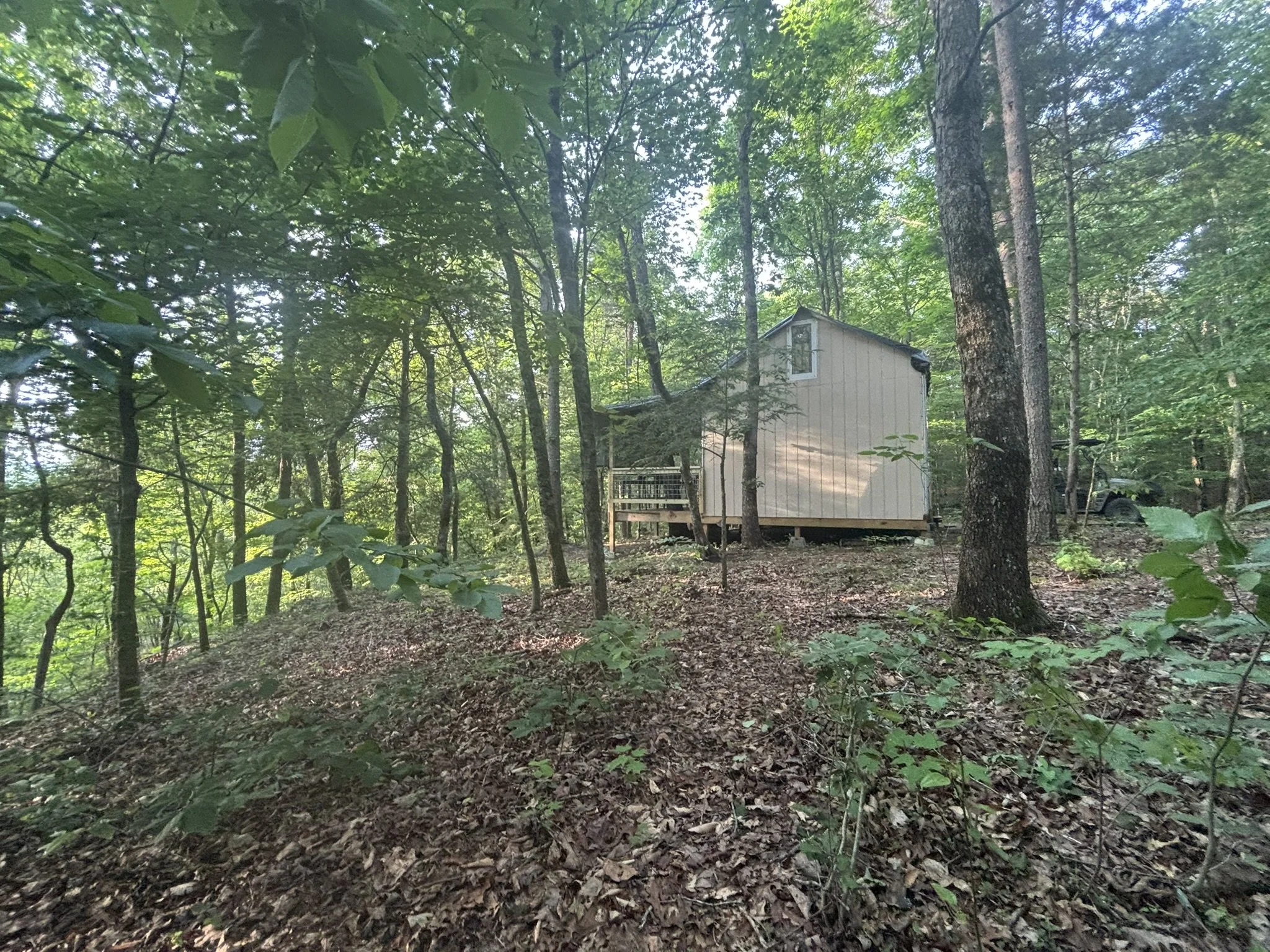 Quiet splendor in the woods