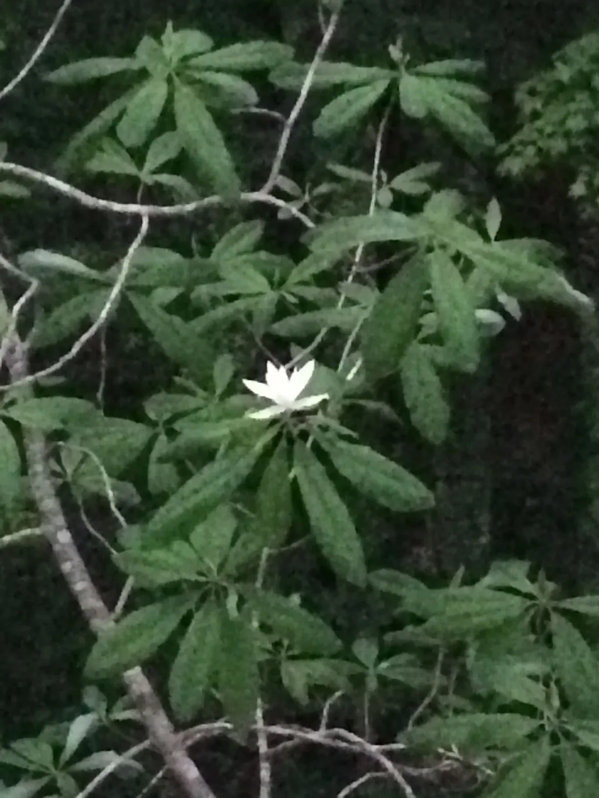 A close-up of green leaves with a small white flower in the center of the image.