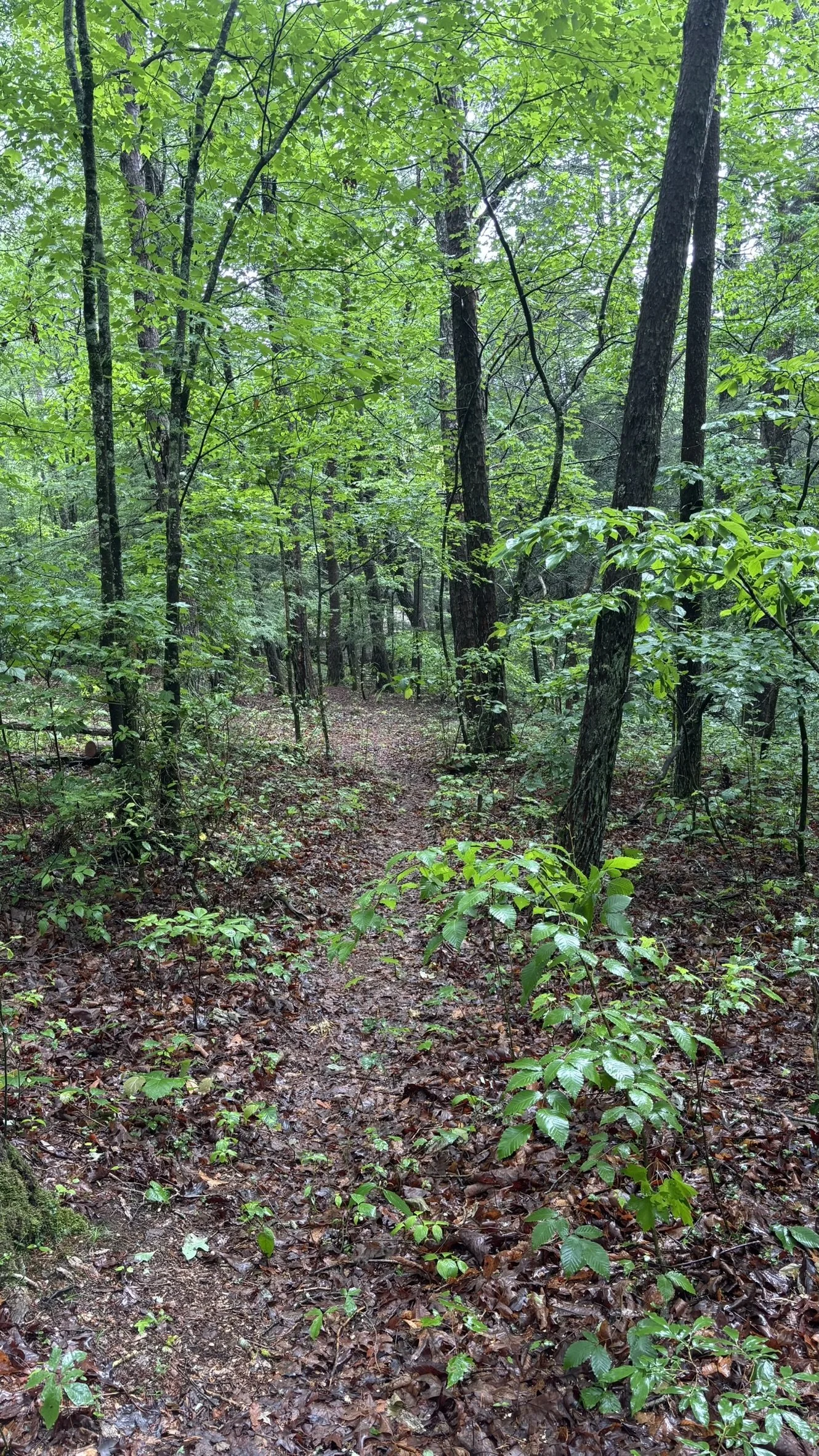 Trail through the woods