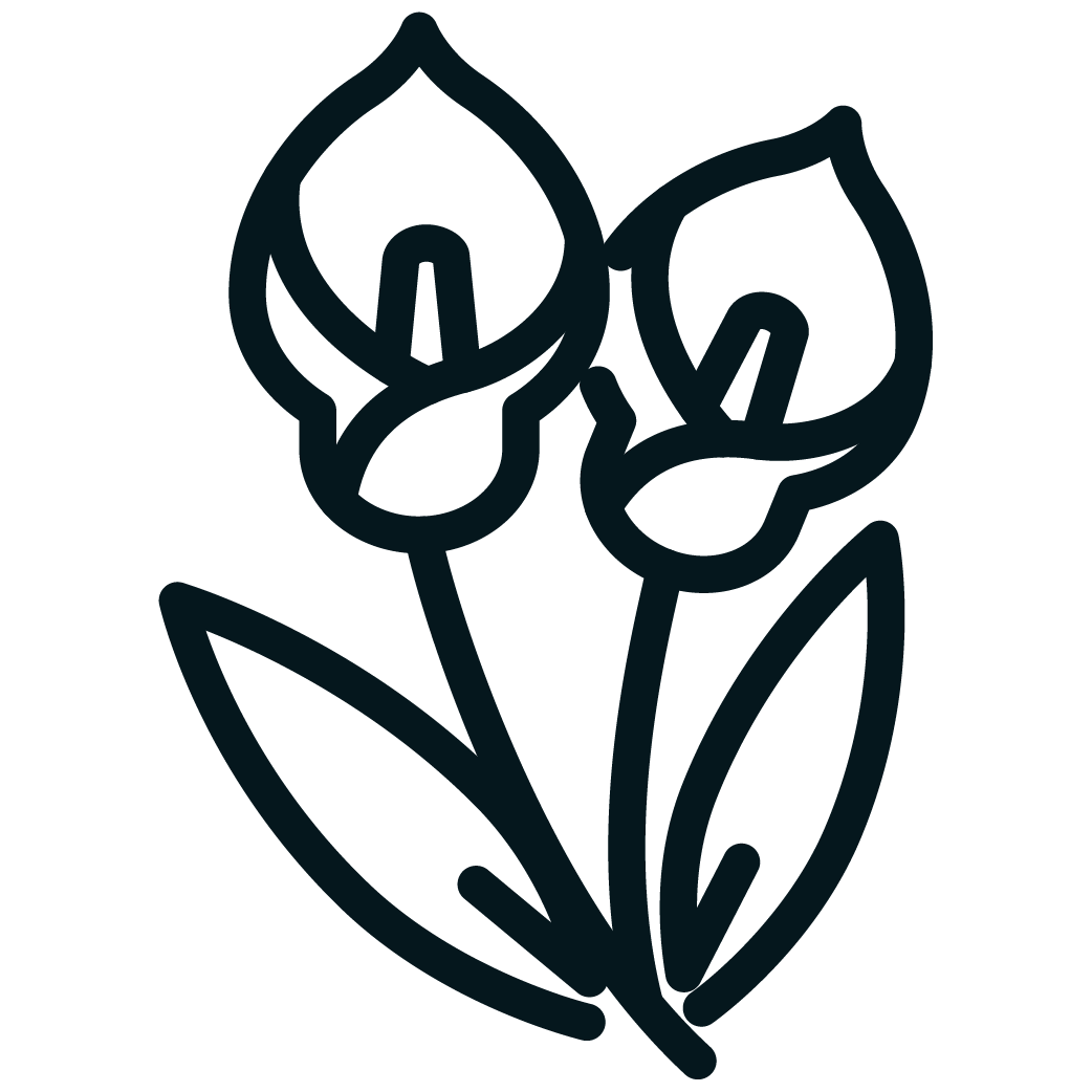 Line drawing of two roses with leaves.