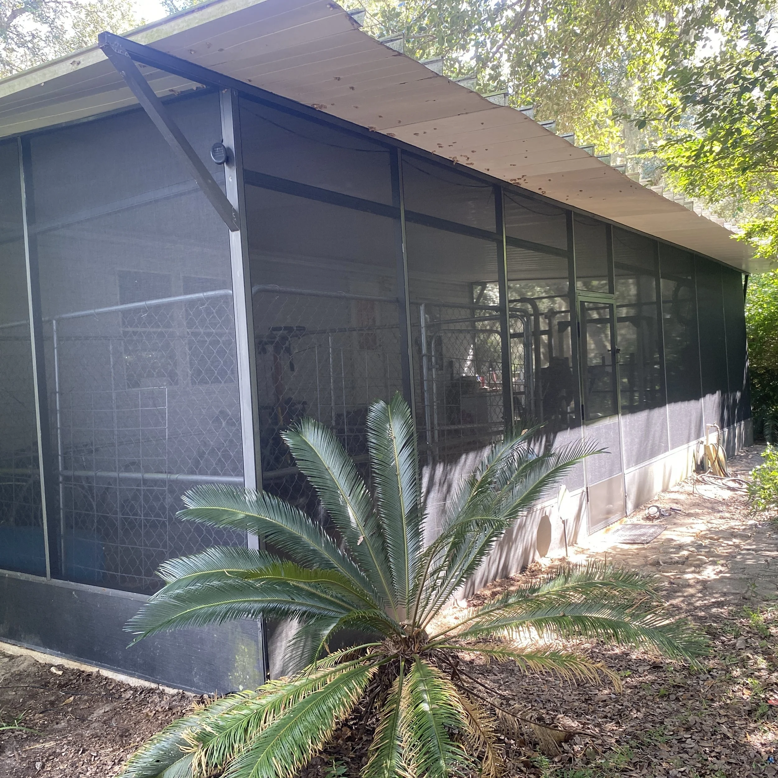 A screened outdoor patio or sunroom with a flat roof, surrounded by trees and greenery, with a large plant in the foreground.