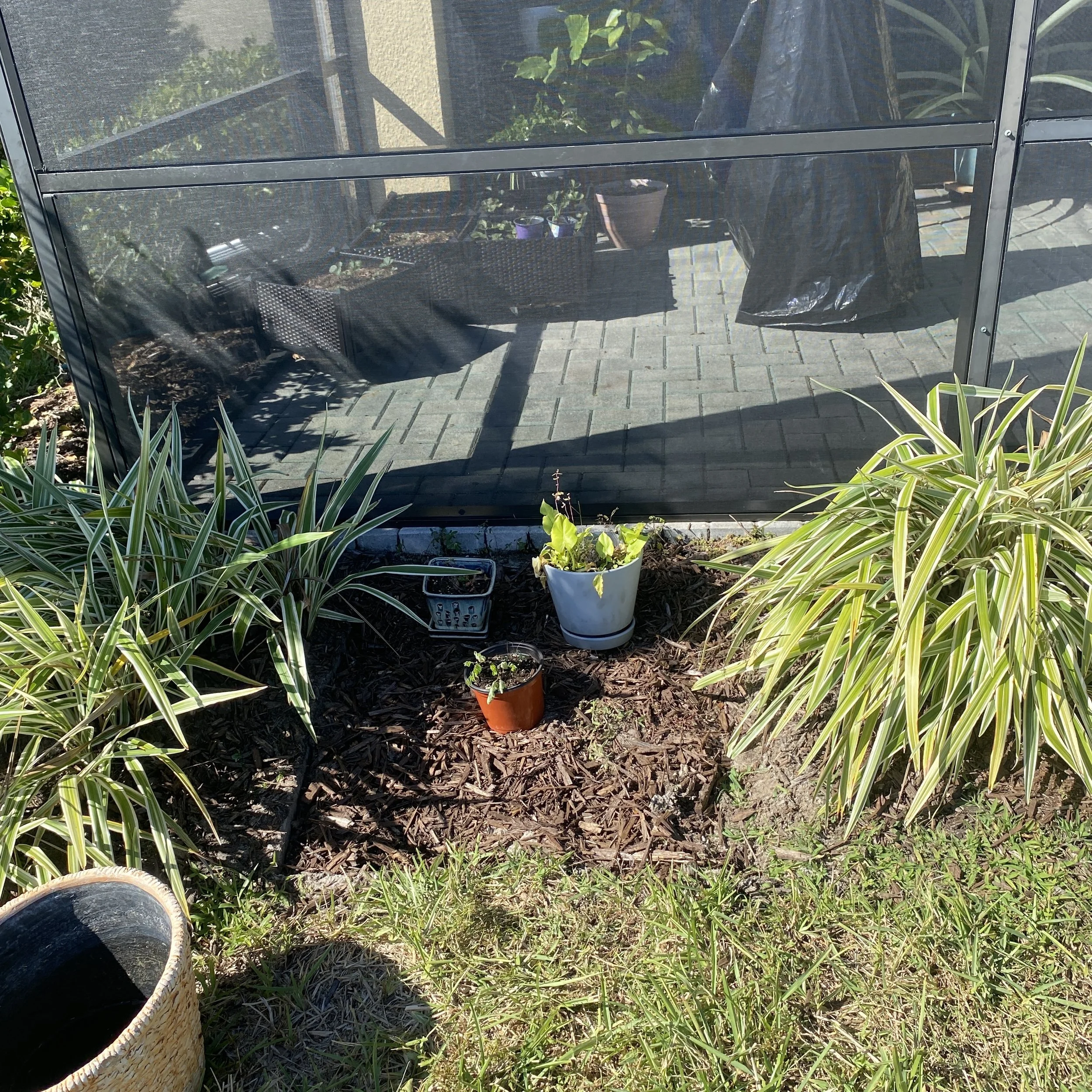 View of a backyard garden with potted plants, mulch, and surrounding greenery, seen through a screened porch door.