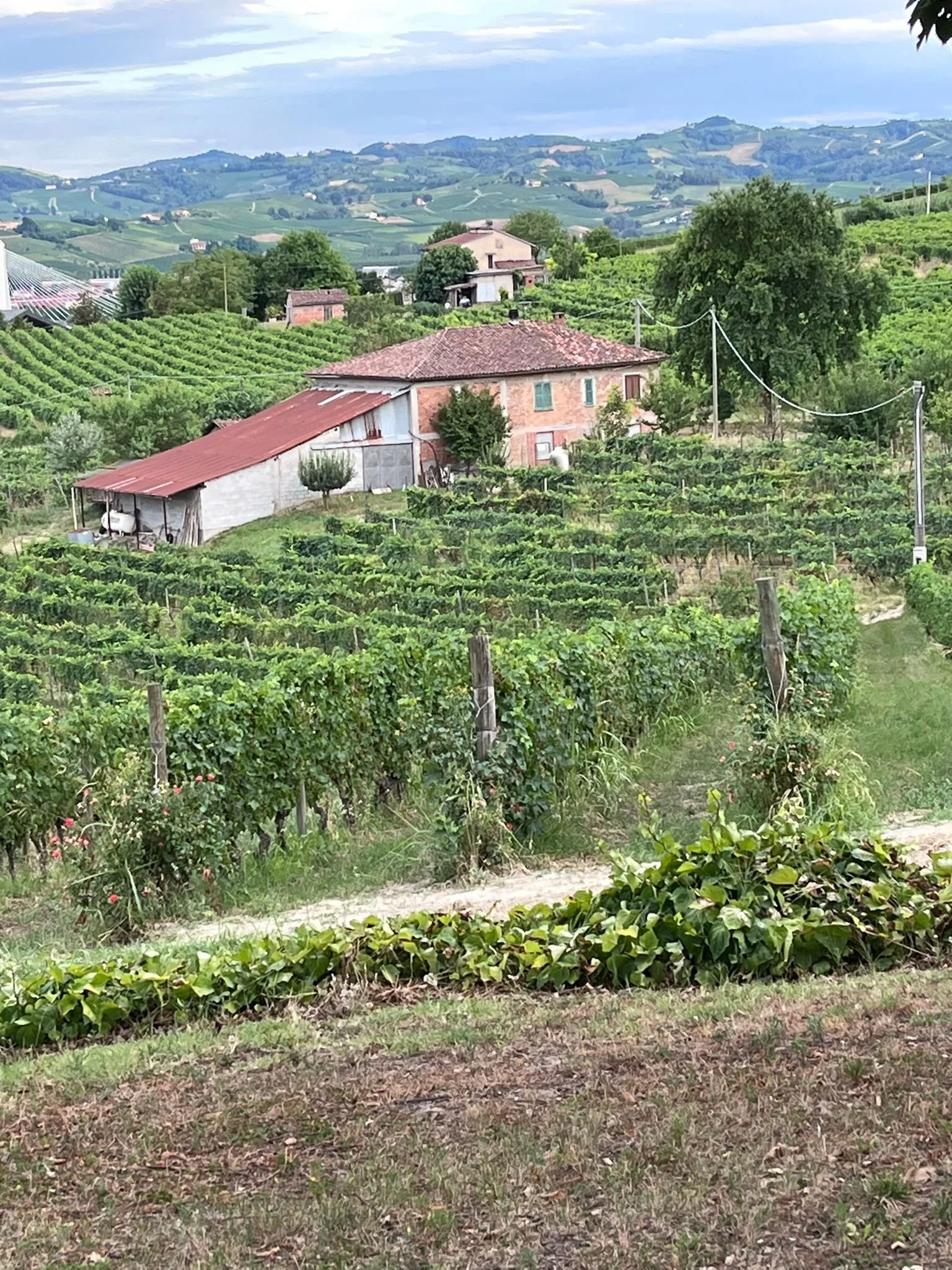 Vineyard with rows of grapevines and a rustic house on a hillside in a lush green landscape, with rolling hills in the background and a partly cloudy sky.