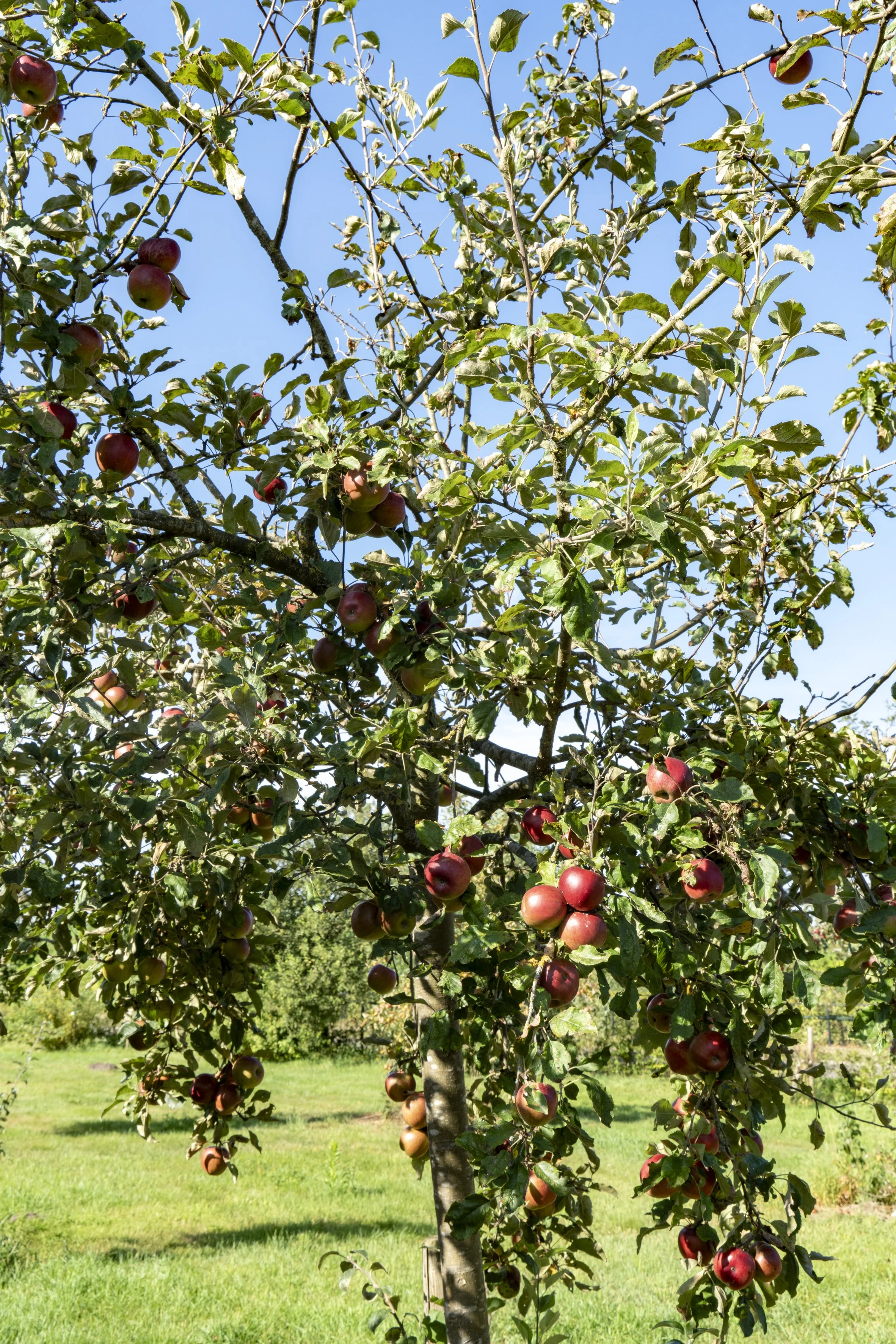 An apple tree with ripe red apples hanging from its branches in a green field under a clear blue sky.