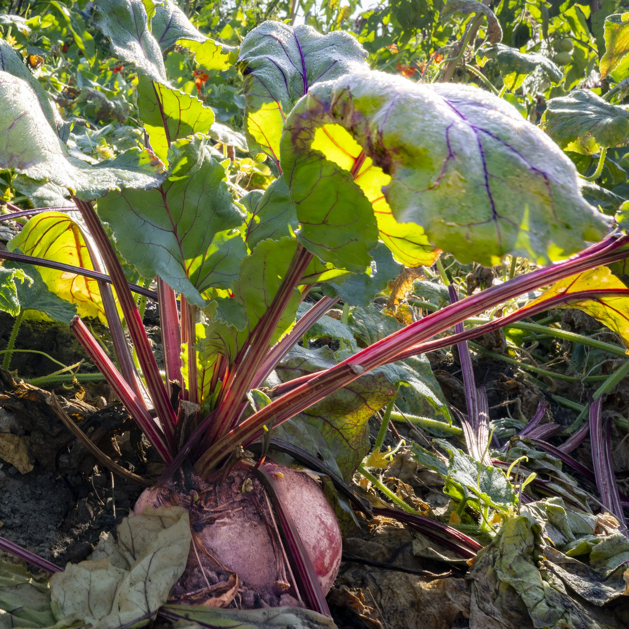 A close-up of a beetroot growing in the soil with large green leaves and reddish-purple stems.