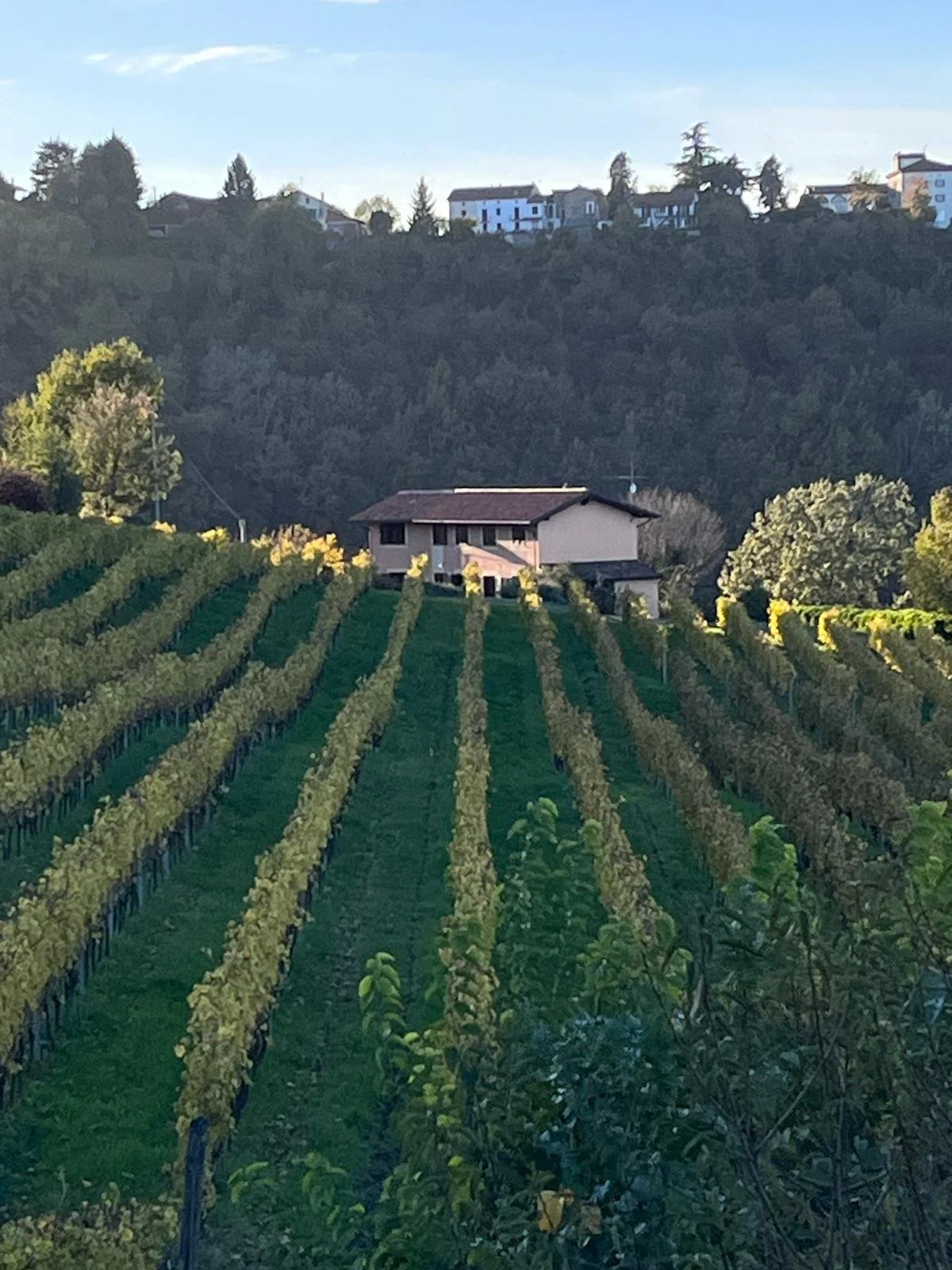 Vineyard with rows of grapevines leading to a house, with a hillside and other houses in the background under a clear blue sky.