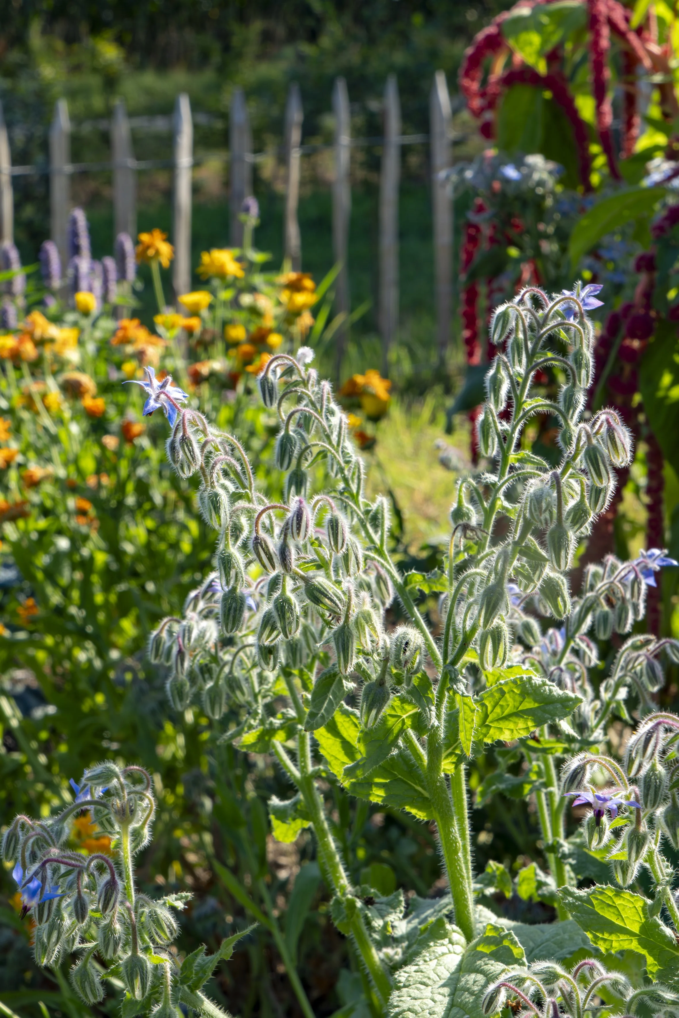Close-up of blooming borage plants with fuzzy green leaves and star-shaped blue flowers in a garden, with other colorful flowers and a wooden fence in the background.