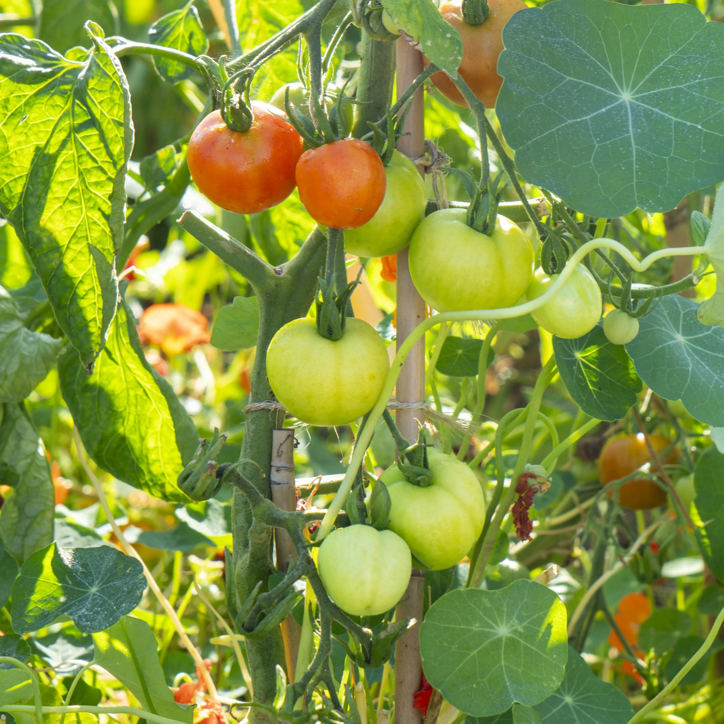 Close-up of a tomato plant with ripe red tomatoes and unripe green tomatoes growing on the vine, surrounded by green leaves