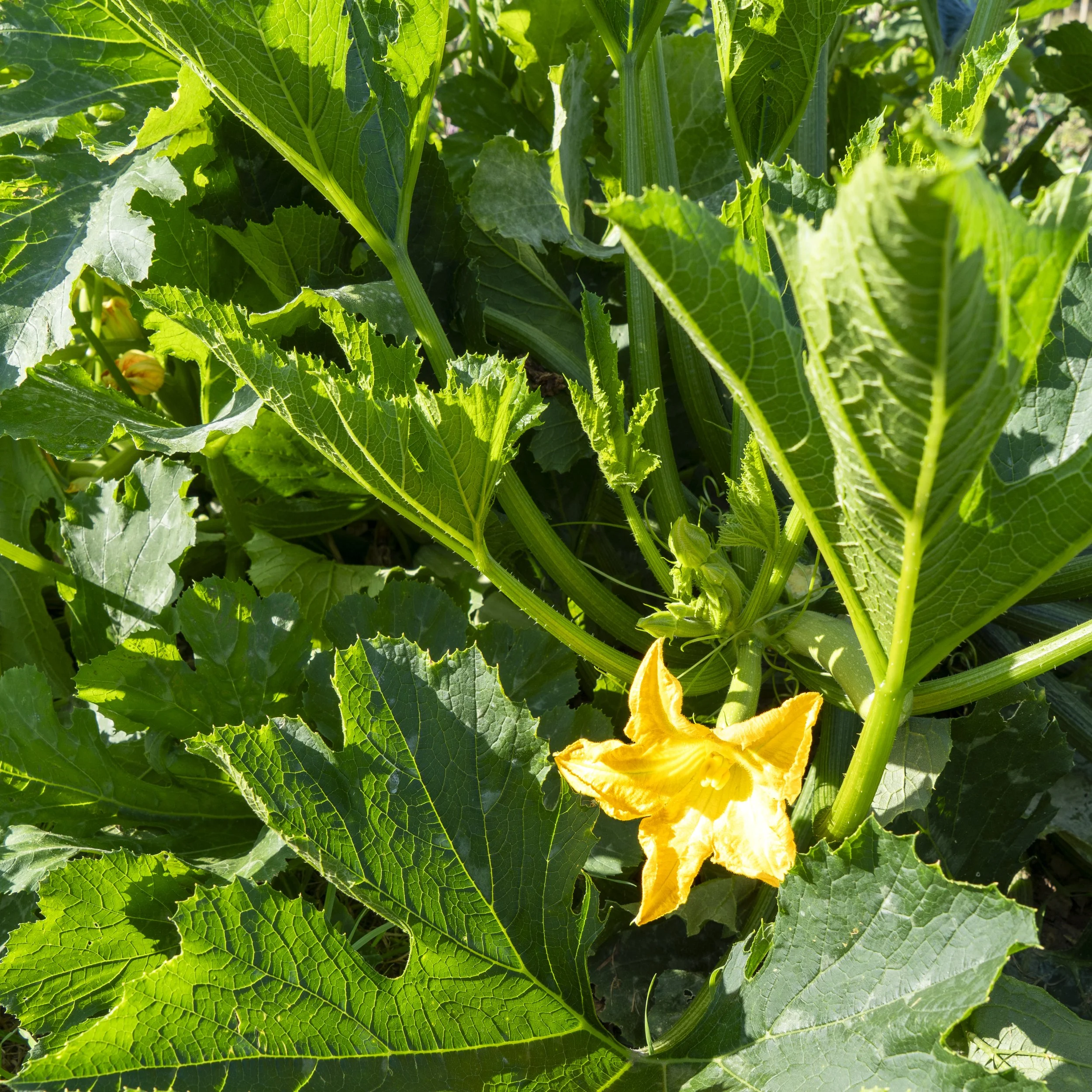 Close-up of a zucchini plant with a yellow zucchini flower surrounded by green leaves.