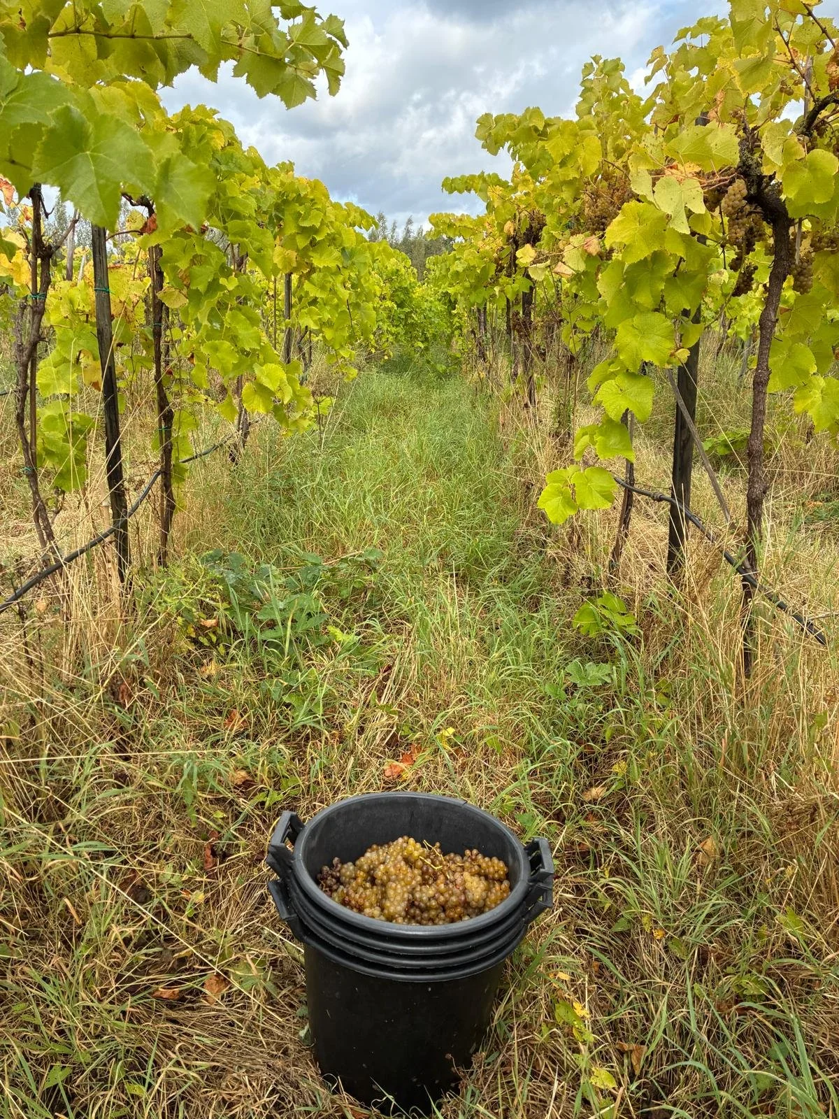 A vineyard with grapevines and a bucket filled with harvested grapes on the ground below, with a cloudy sky overhead.