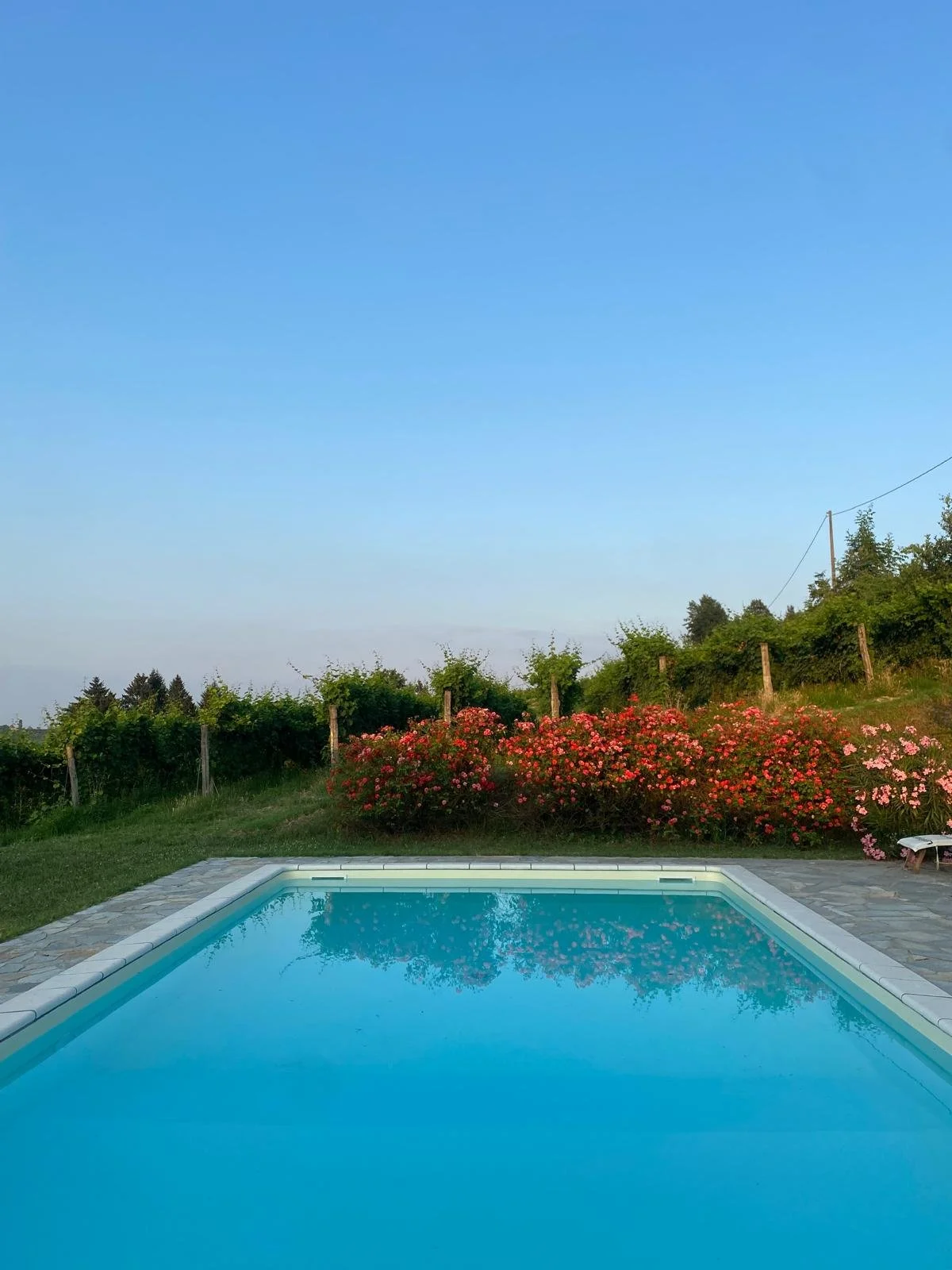A swimming pool surrounded by a stone patio, with bushes and flowering pink and red roses behind a wooden fence, under a clear blue sky.