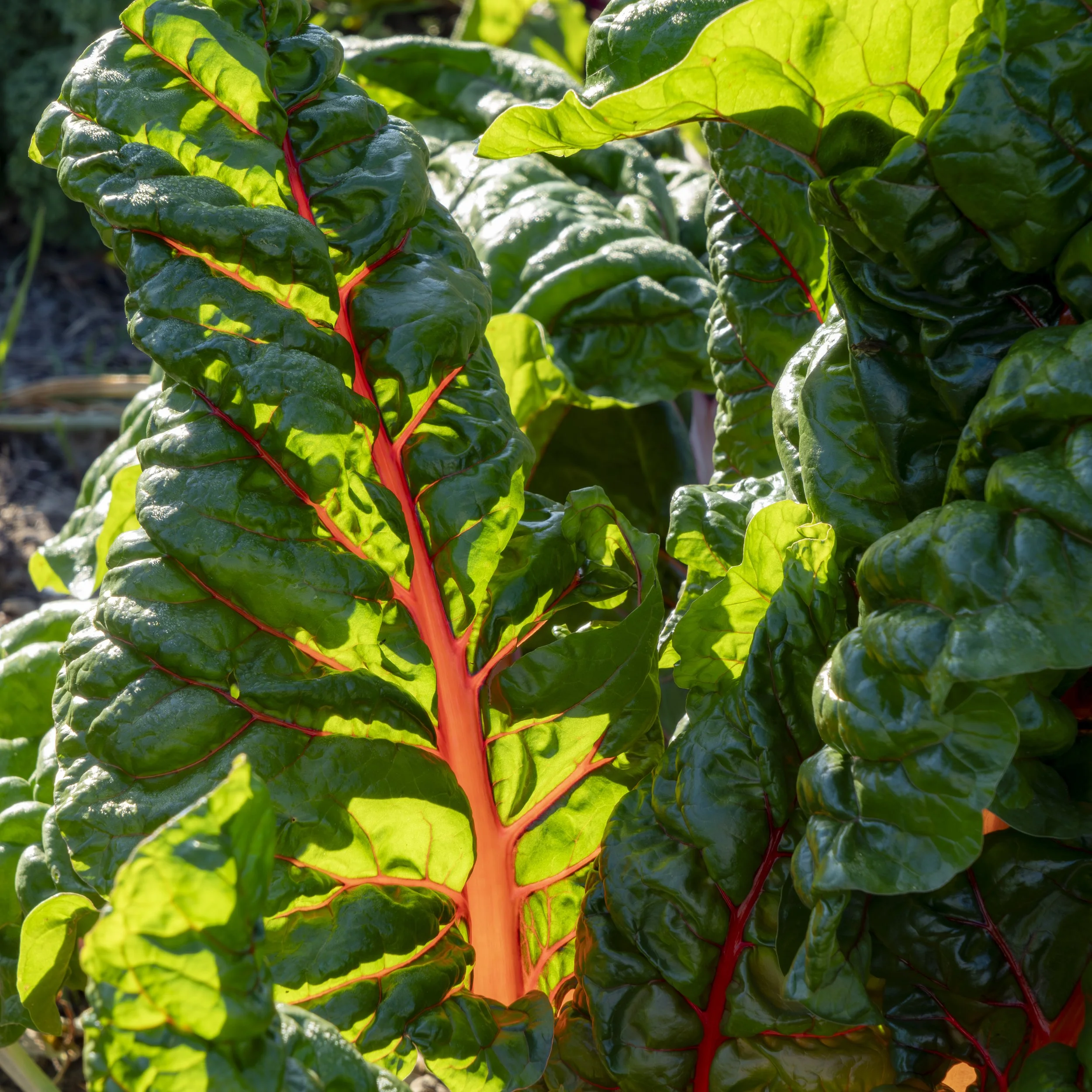 Close-up of Swiss chard plants with dark green, crinkled leaves and bright red stems in a garden.