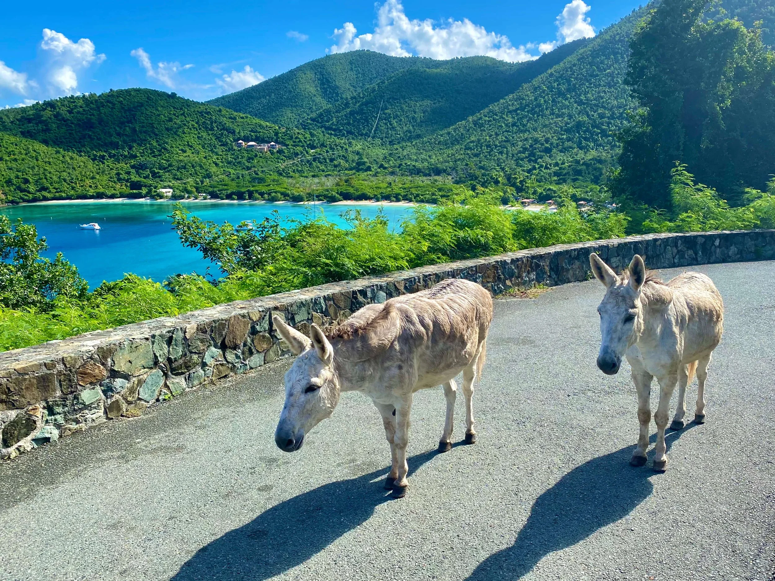Two donkeys standing on a paved road with a stone wall, overlooking a lake surrounded by green mountains and clear blue skies.