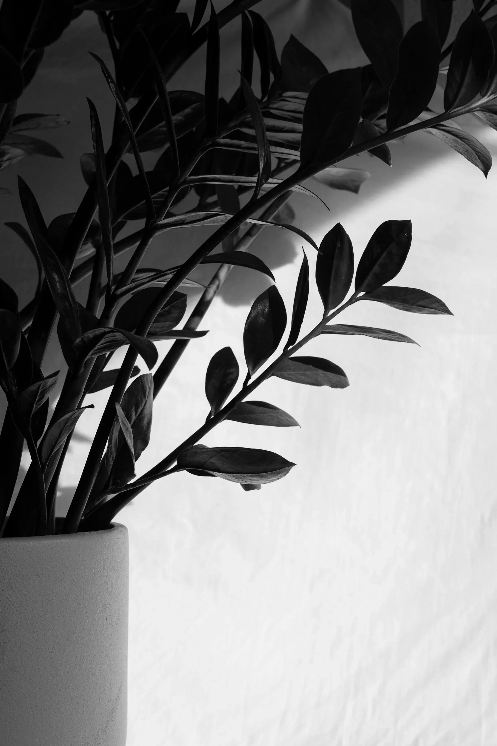 Black and white photo of a potted plant with broad leaves, placed against a plain background.