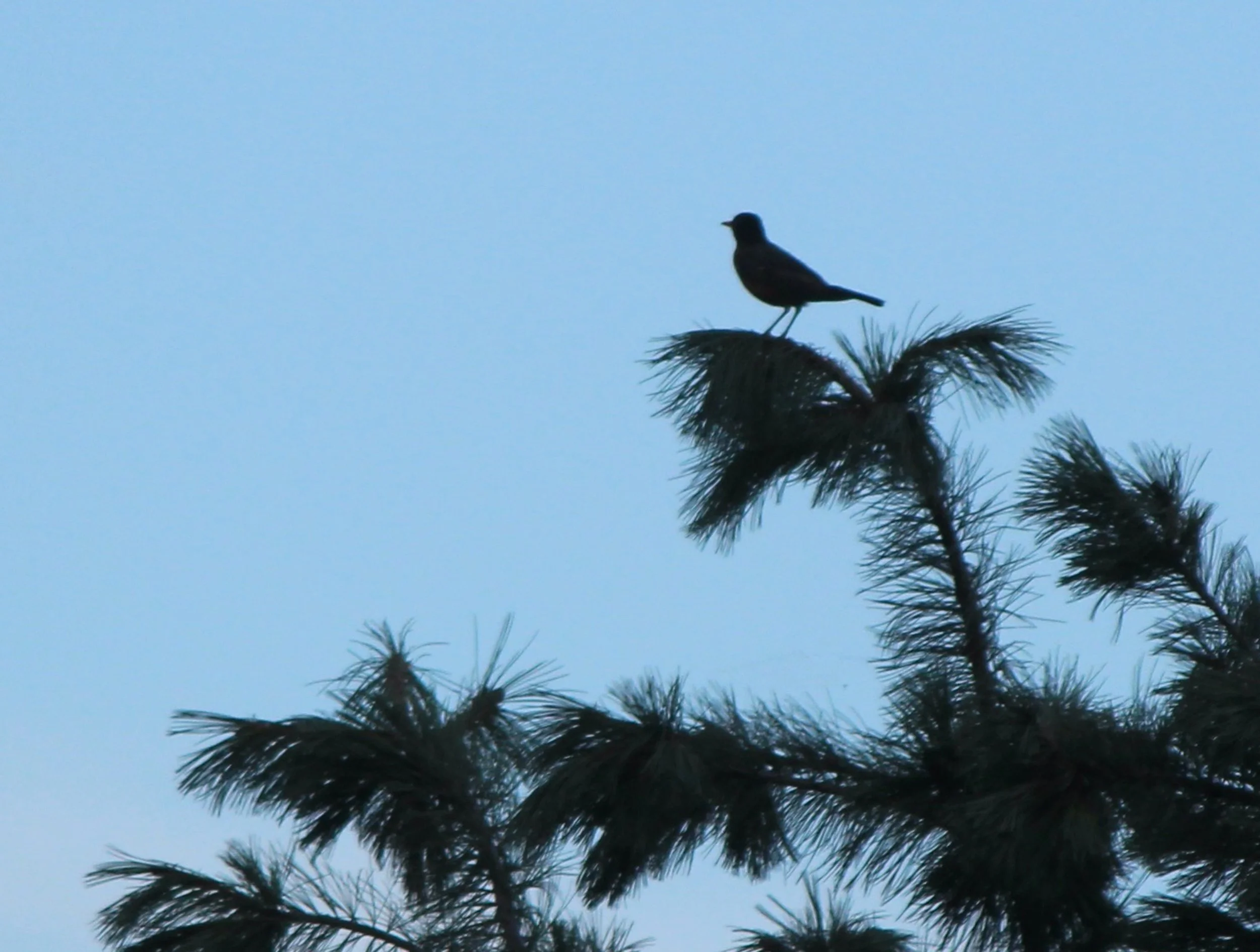 NATE PIX - bird silo.jpg