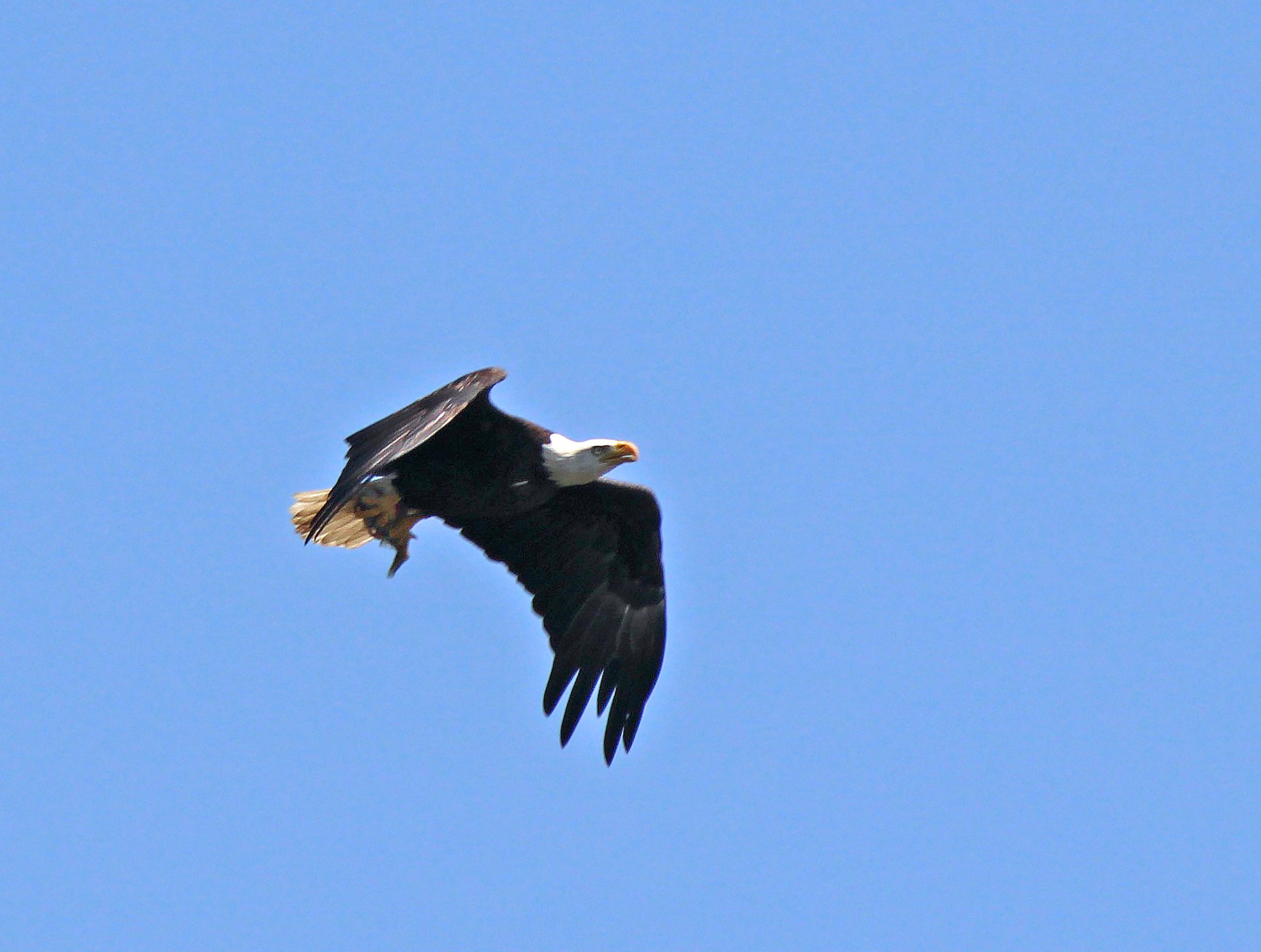 NATE PIX - blad eagle.jpg