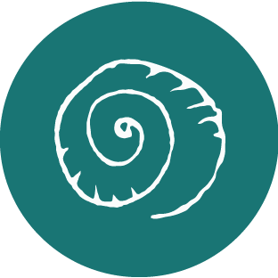 A white shell illustration on a teal circular background.