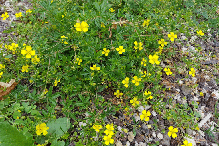 Warum Heilpflanzen oft keine Zulassungschance haben