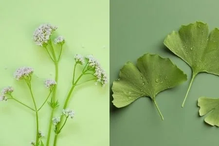 HTA-Berichte zu Baldrian und Ginkgo biloba publiziert: SVKH bezog im Vorfeld Stellung
