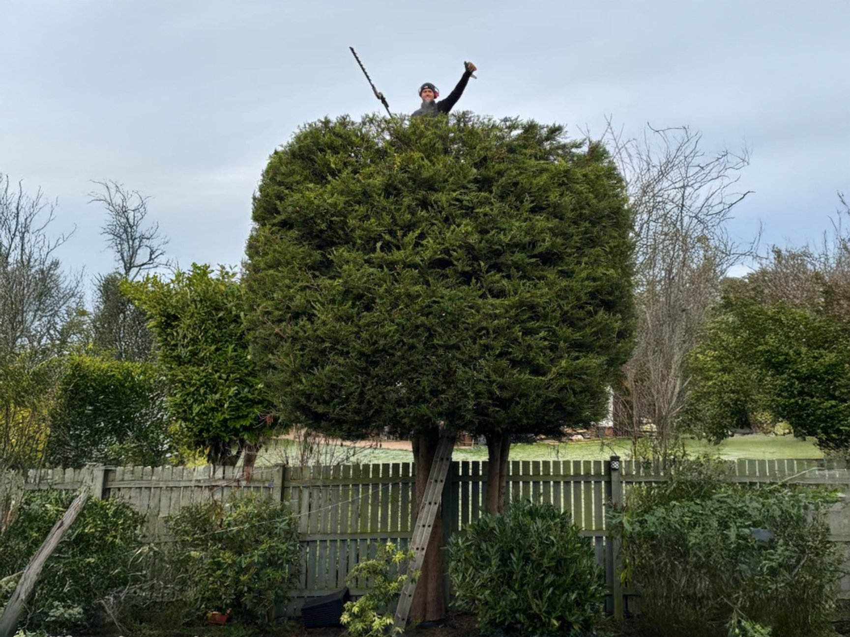 Person standing on ladder on top of a large trimmed tree in a backyard, holding a tool and raising one arm.