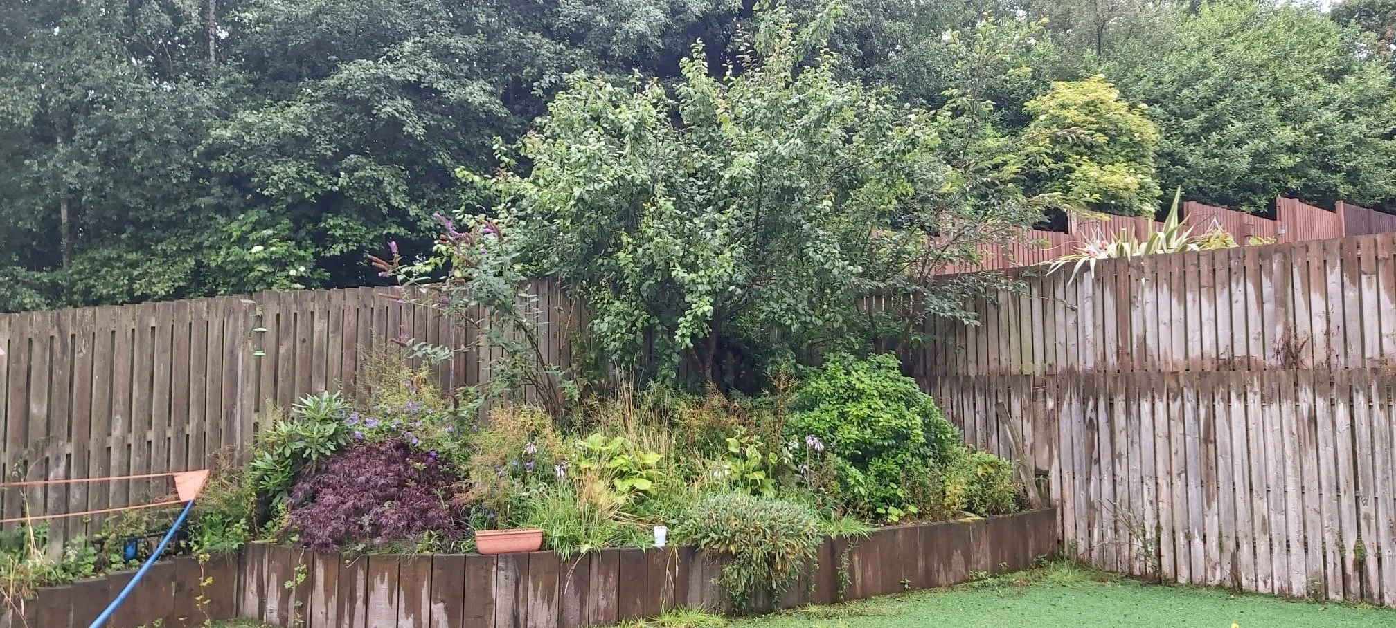 Backyard garden with various plants, shrubs, and small trees, bordered by a wooden fence, with a grassy lawn in the foreground.