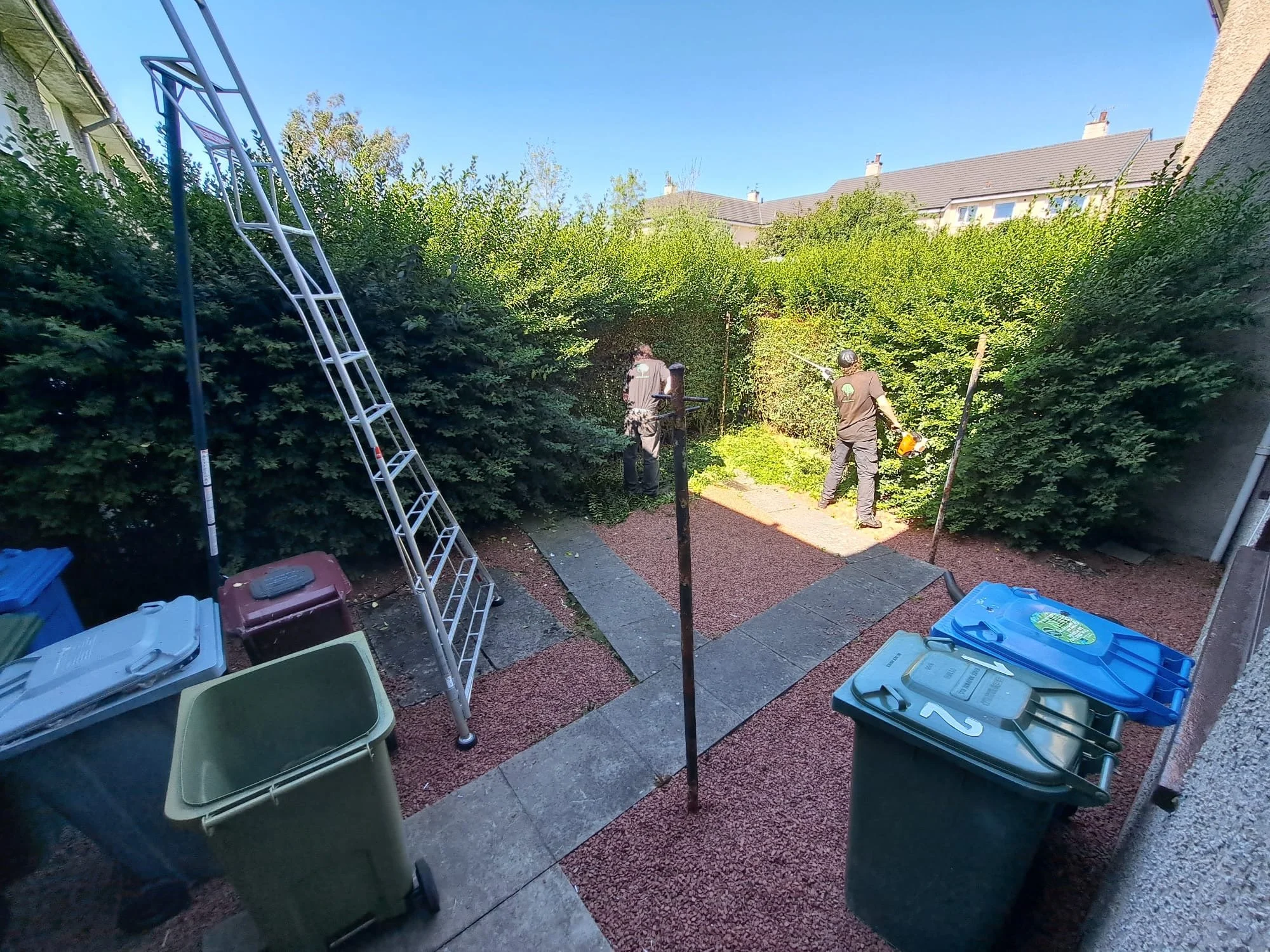 Three workers trimming bushes in a backyard fenced with tall hedges. There are trash bins, a ladder, and other equipment visible.