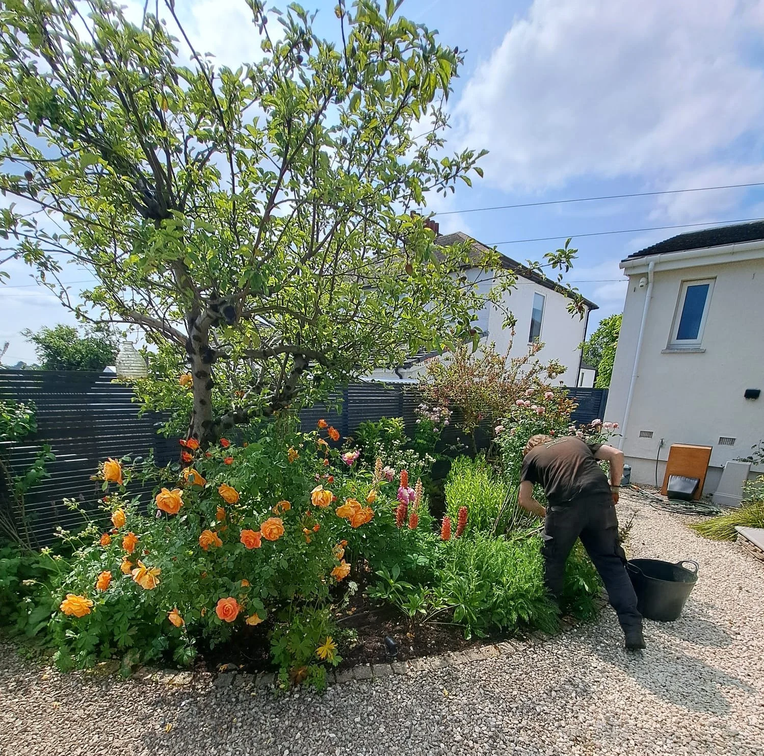 A person gardening in a front yard filled with colorful flowers, trees, and greenery. The person is leaning forward, working among the plants, with a black bucket nearby. There are houses and a cloudy sky in the background.
