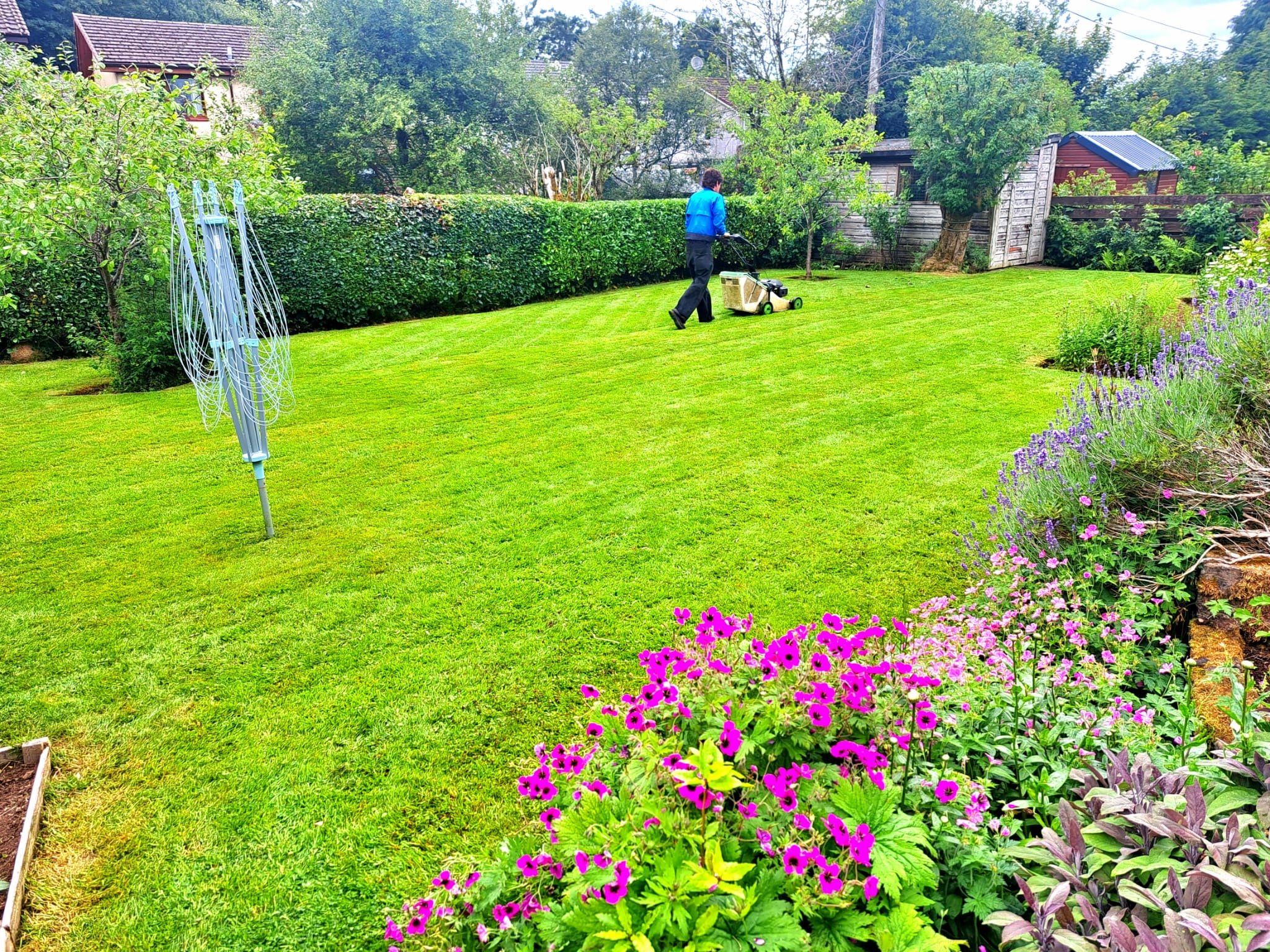 A person wearing a blue jacket and black pants is pushing a lawnmower across a green backyard. The yard has colorful flowers along the right edge and a hedge along the back. There is a clothes drying rack on the left side, with a small wooden shed an
