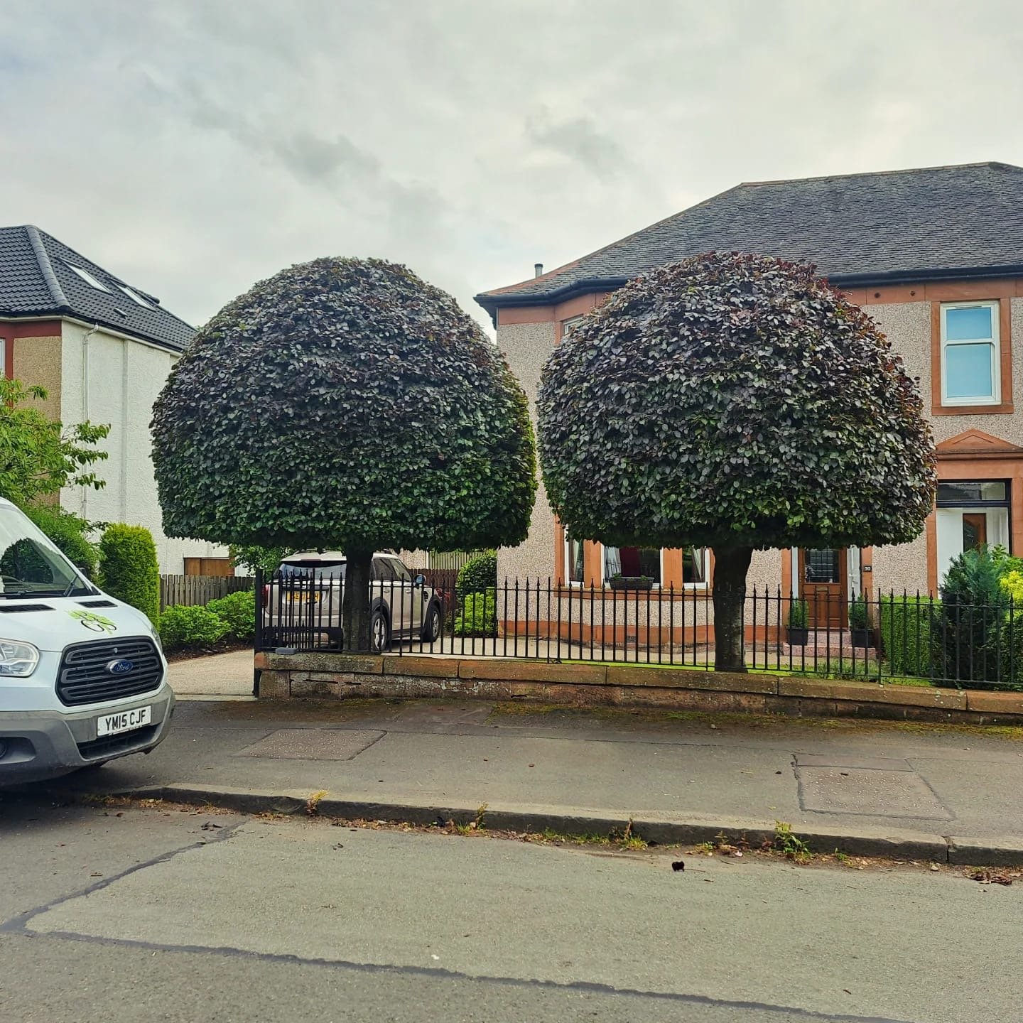 Two large, well-trimmed, rounded trees in front of a brick house with a driveway and parked cars, under a cloudy sky.