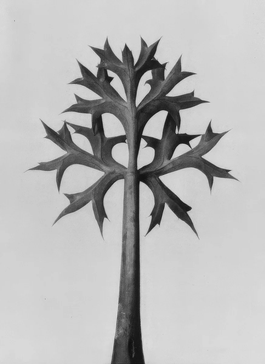 Leadership Development