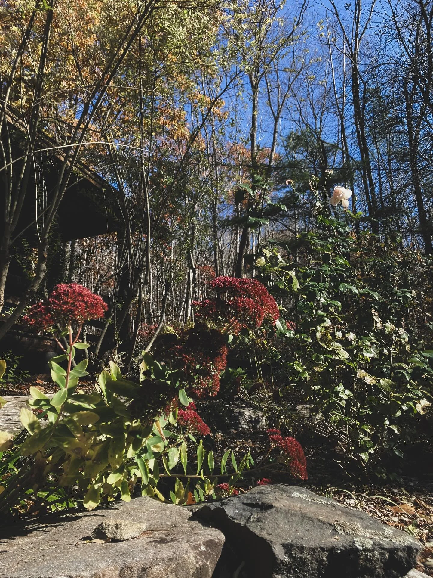 ✨ November at home&hellip;