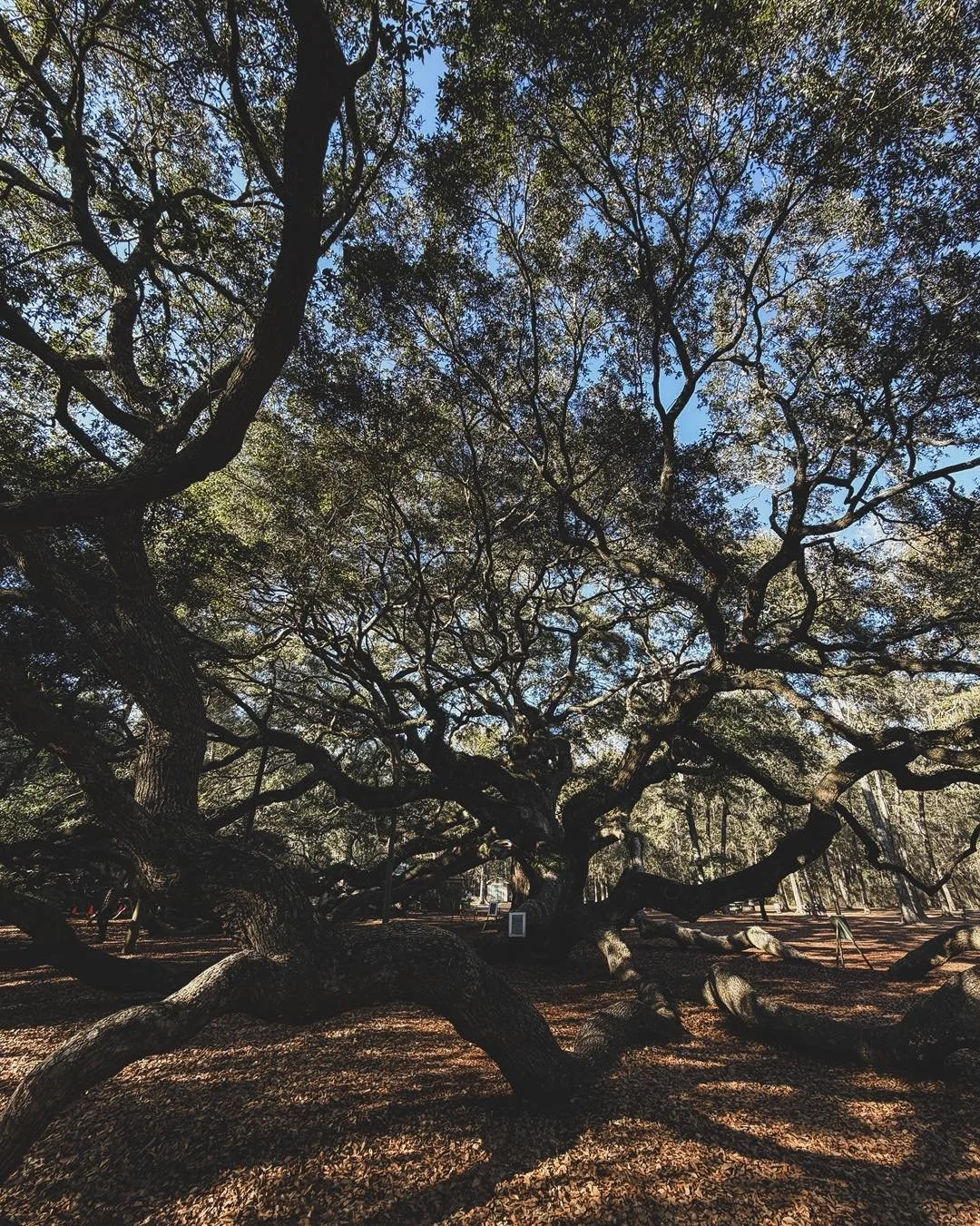 The Angel Oak Tree stole my heart, SC