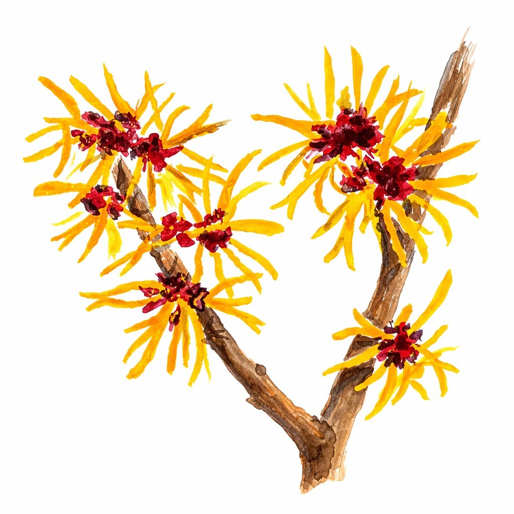 American Witch Hazel 