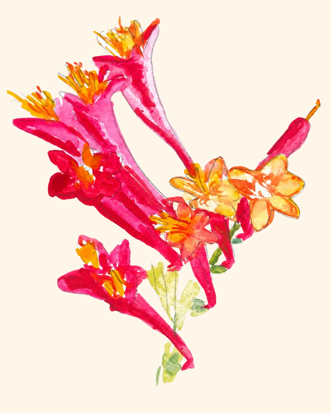Lonicera sempervirens