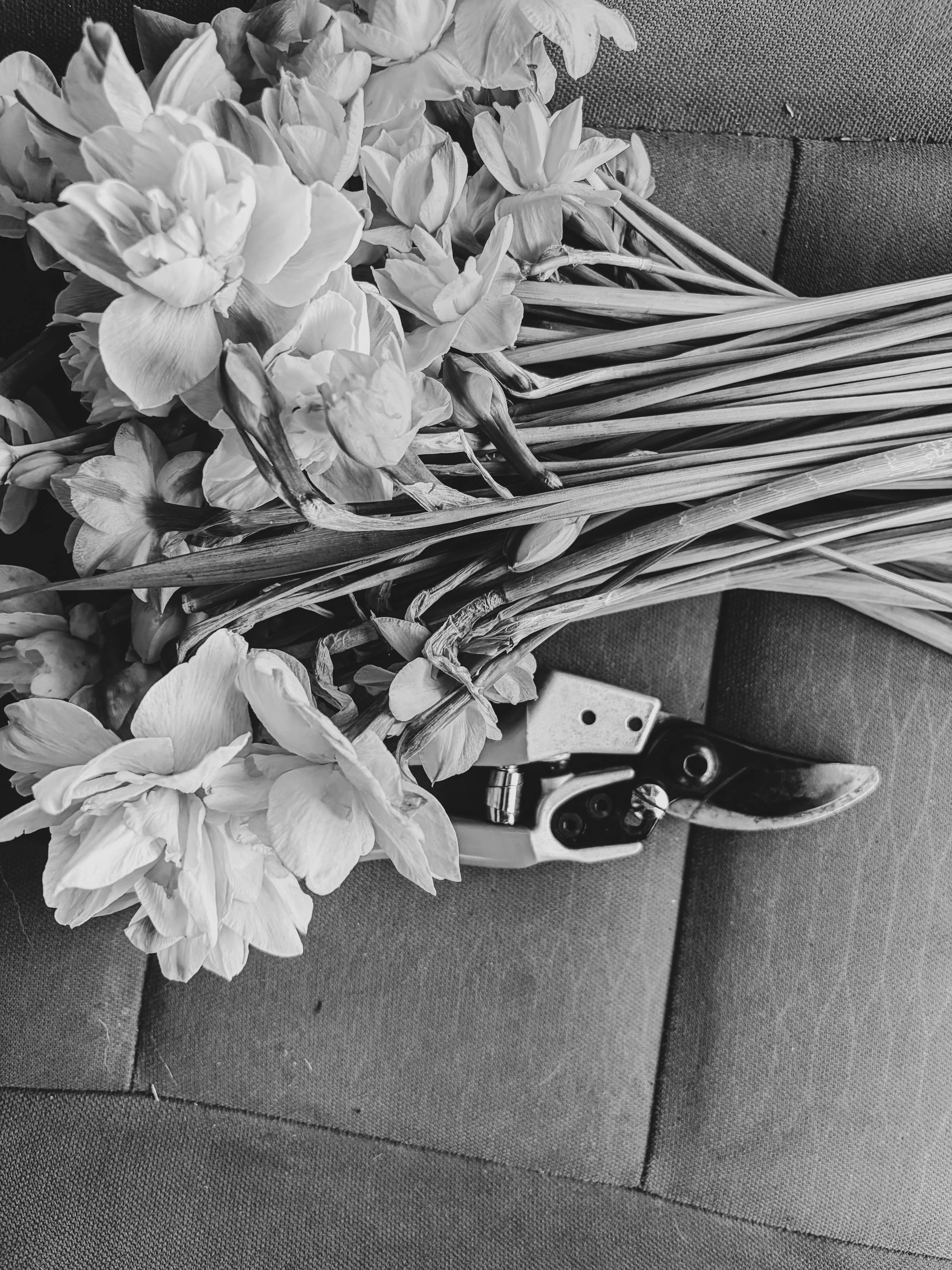 Soft Abundance