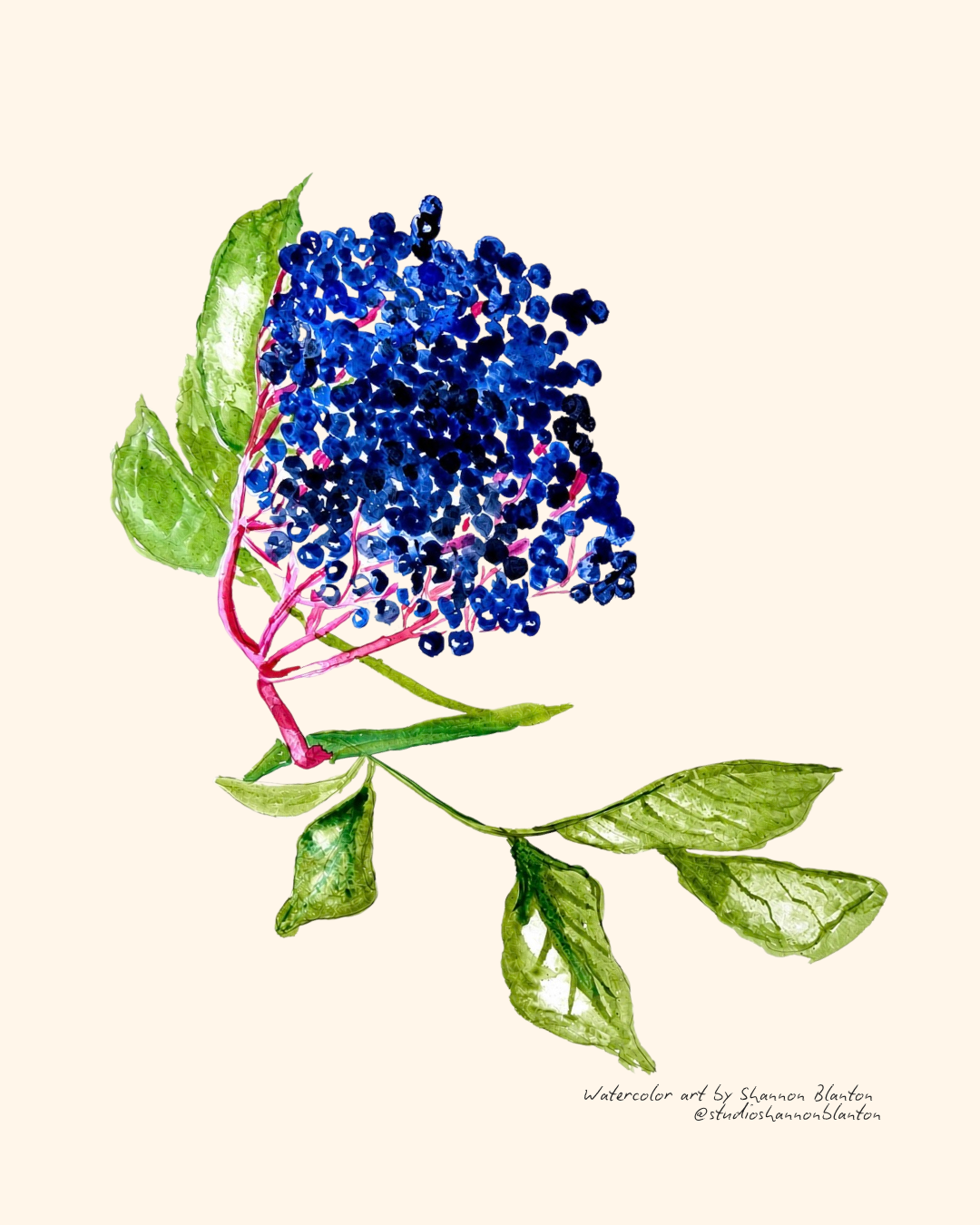 Sambucus canadensis