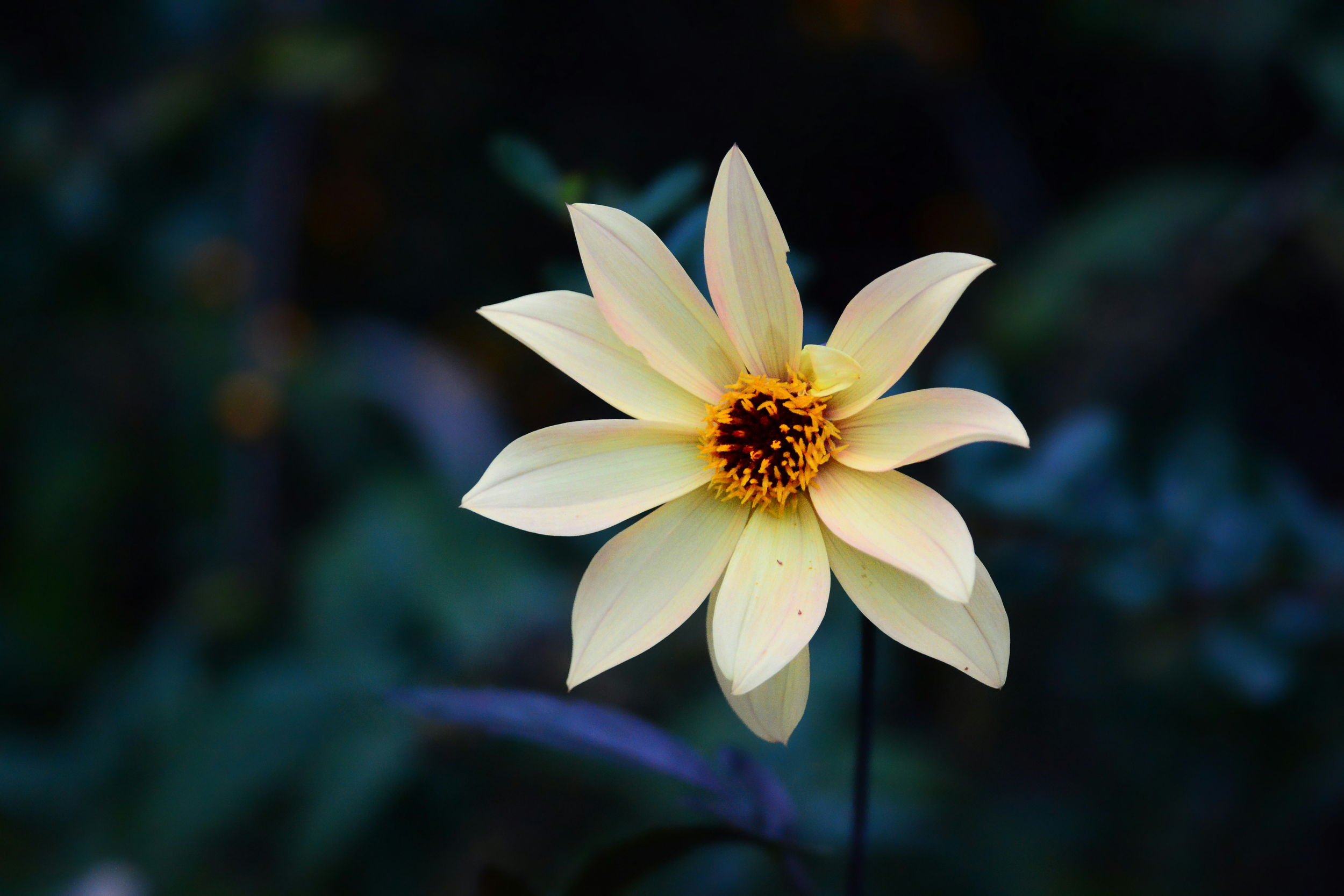 A close-up of a single cream-colored and yellow dahlia flower with a dark, blurred background.