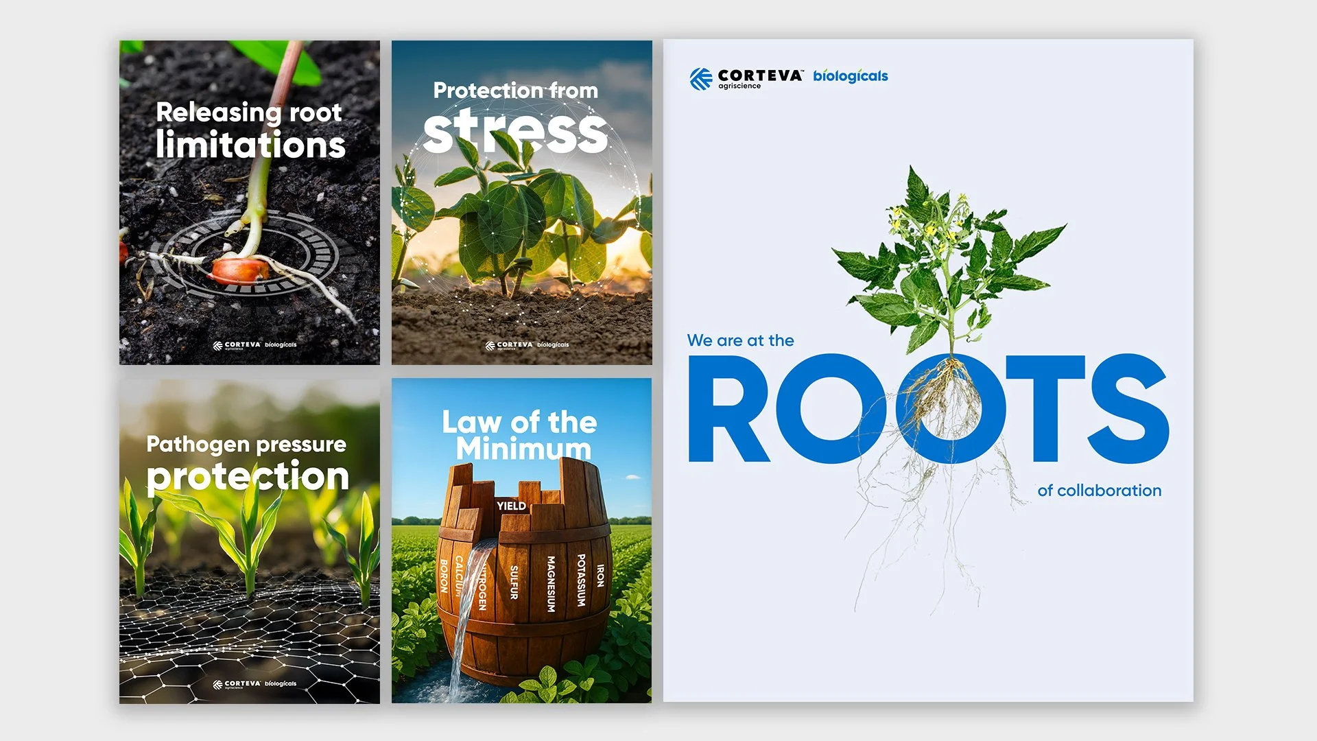 A collage of five agricultural and plant health images with text overlays promoting root health and protection. The images include a close-up of a sprouting seed with roots, a healthy plant with the word 'stress,' seedlings with pathogen pressure protection, a barrel with minerals, and a large plant with roots extending downward. The right side has large blue text reading 'We are at the ROOTS' with a graphic of a plant's root system.