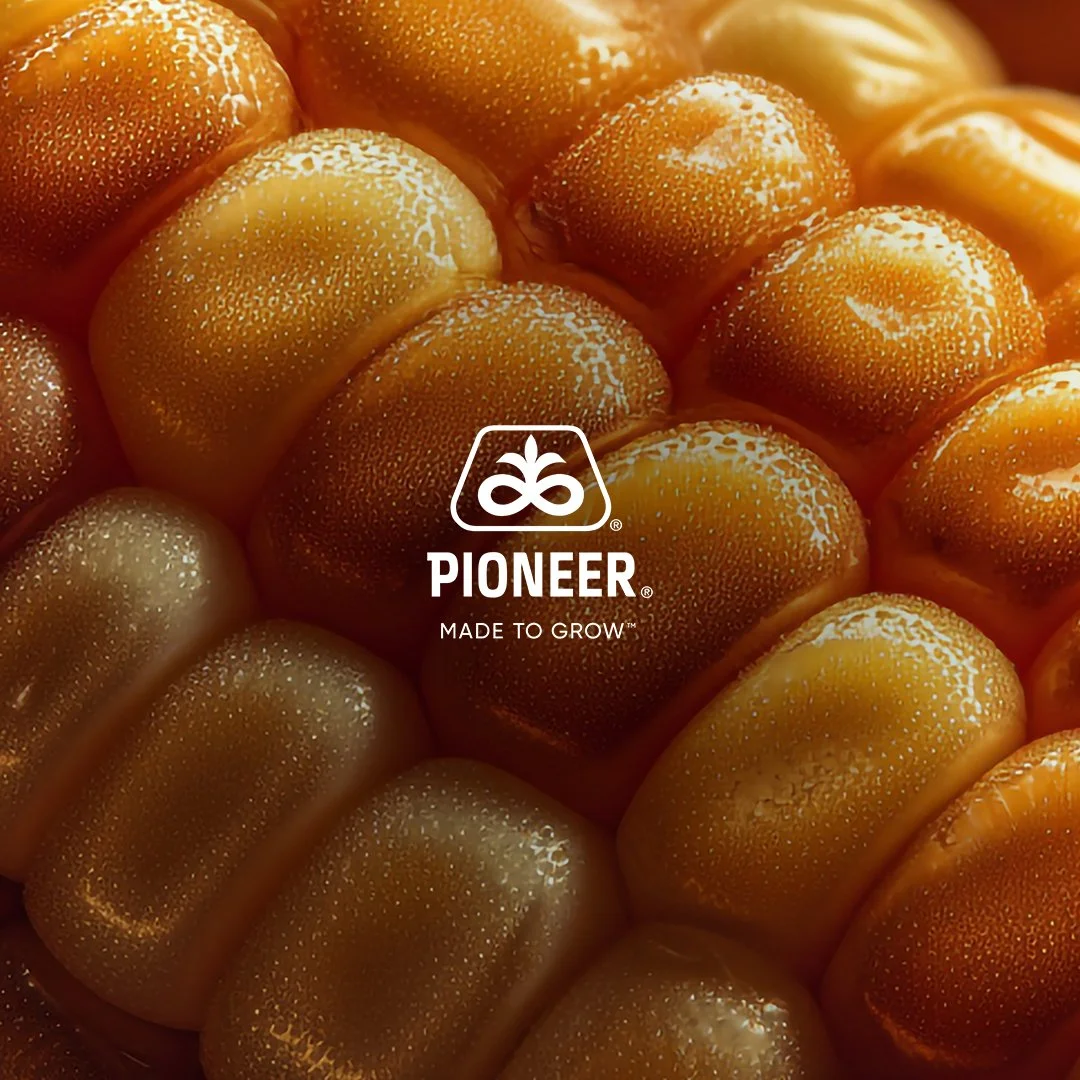 Close-up of fresh, ripe orange kiwifruit, showing their juicy, textured skin with the Pioneer brand logo overlayed.
