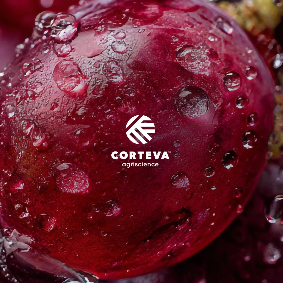 Close-up of a red berry (likely a strawberry) with water droplets on its surface.