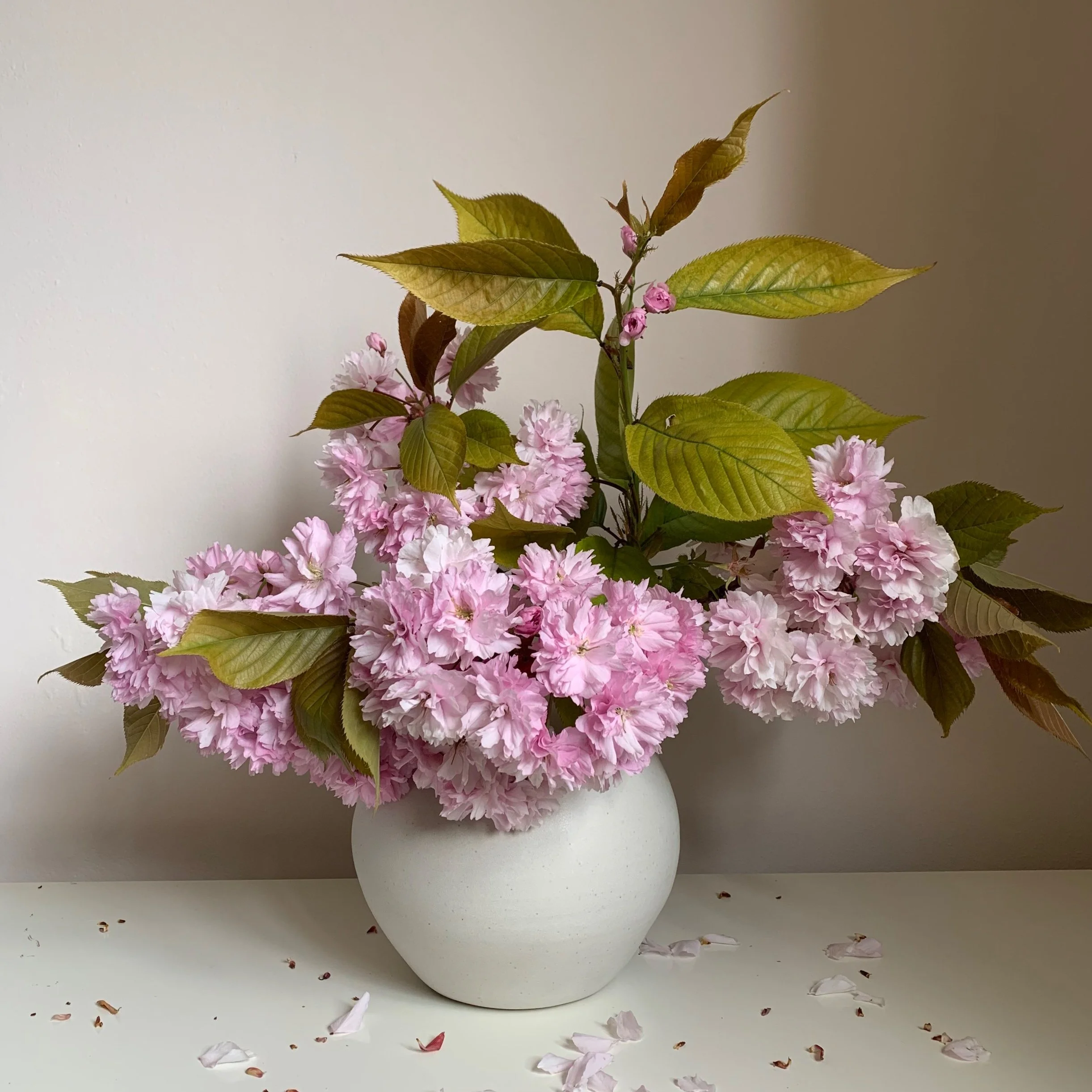 Pink cherry blossom flowers in a white vase on a white surface with scattered petals.