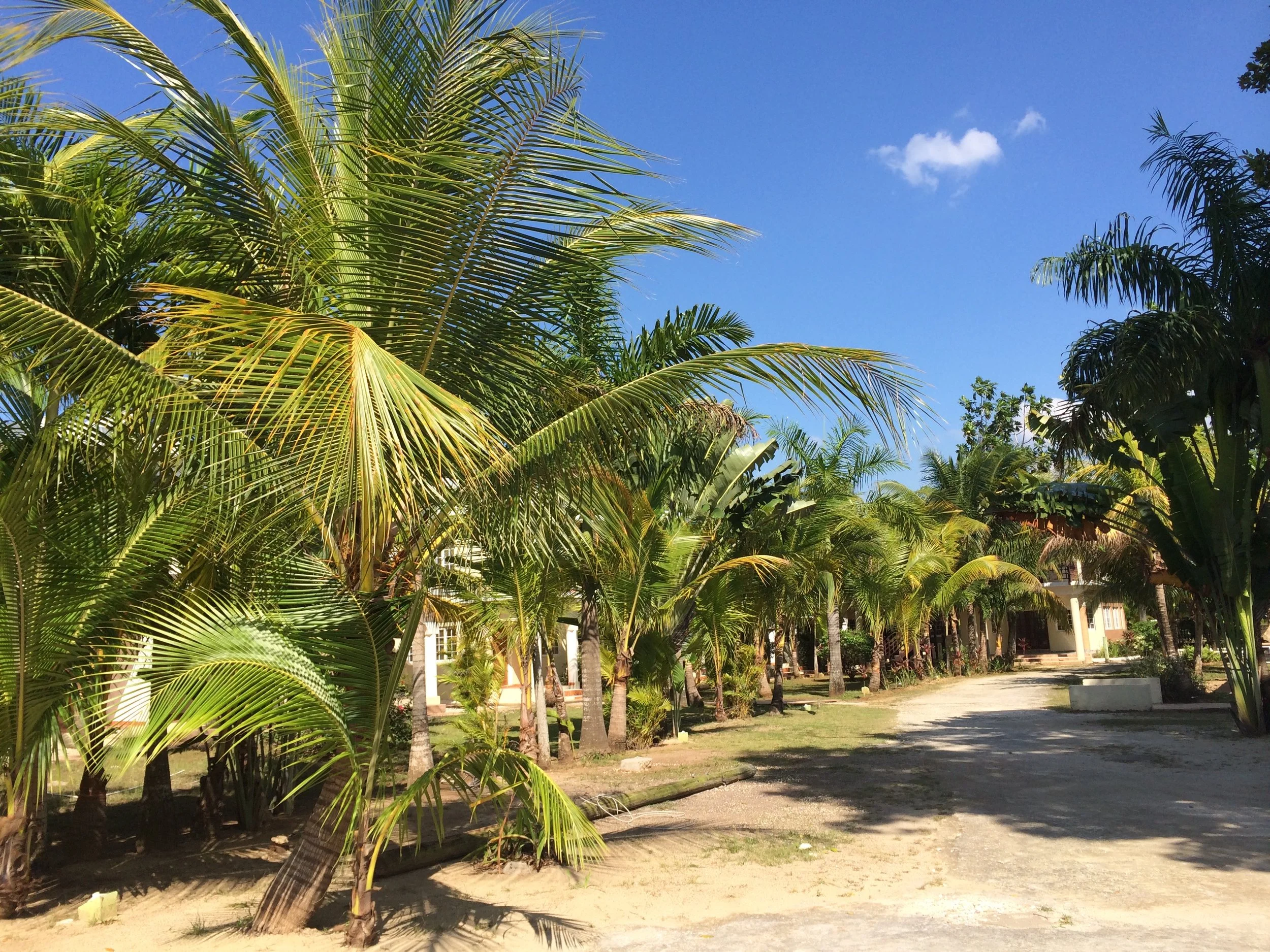 A tropical scene with palm trees lining a sandy pathway under a bright blue sky with a few clouds.